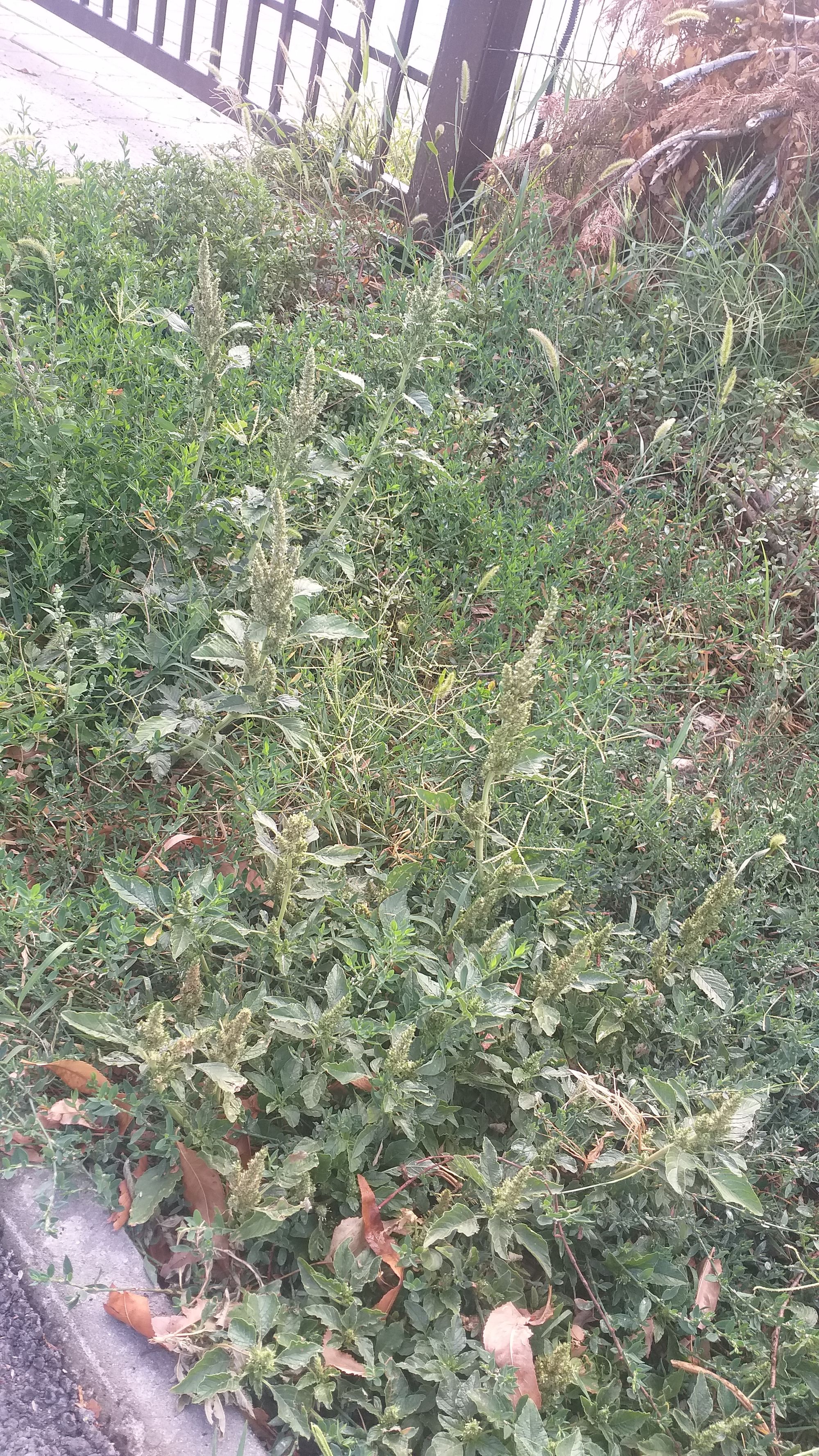 Ambrozie in Strada Crinului 17, Roșu, Comuna Chiajna, Județul Ilfov - 20230825_085950.jpg