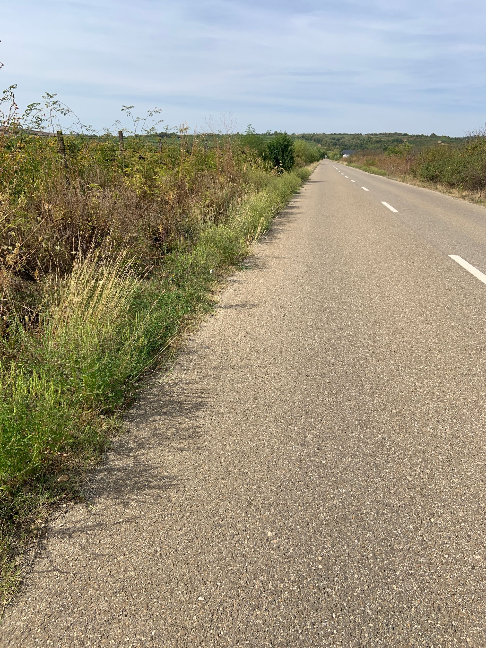 Ambrozie in Gâlmeia, Comuna Plopu, Județul Prahova
