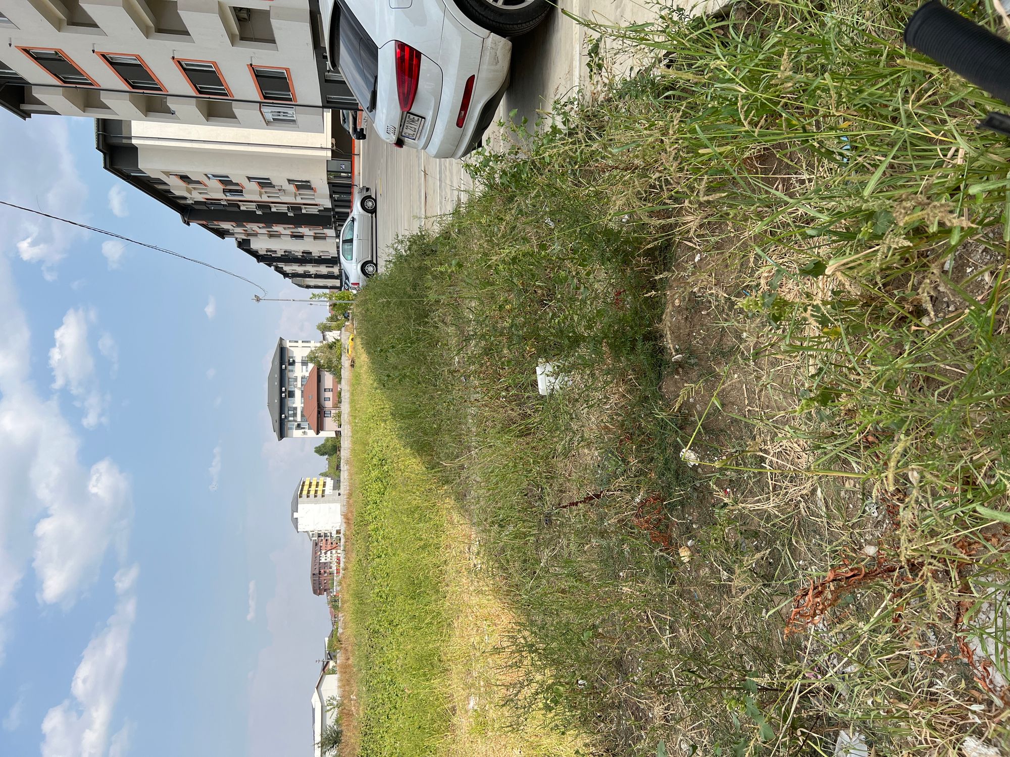 Ambrozie in Strada Sergent Ilie Petre 13i, Roșu, Comuna Chiajna, Județul Ilfov - image.jpg
