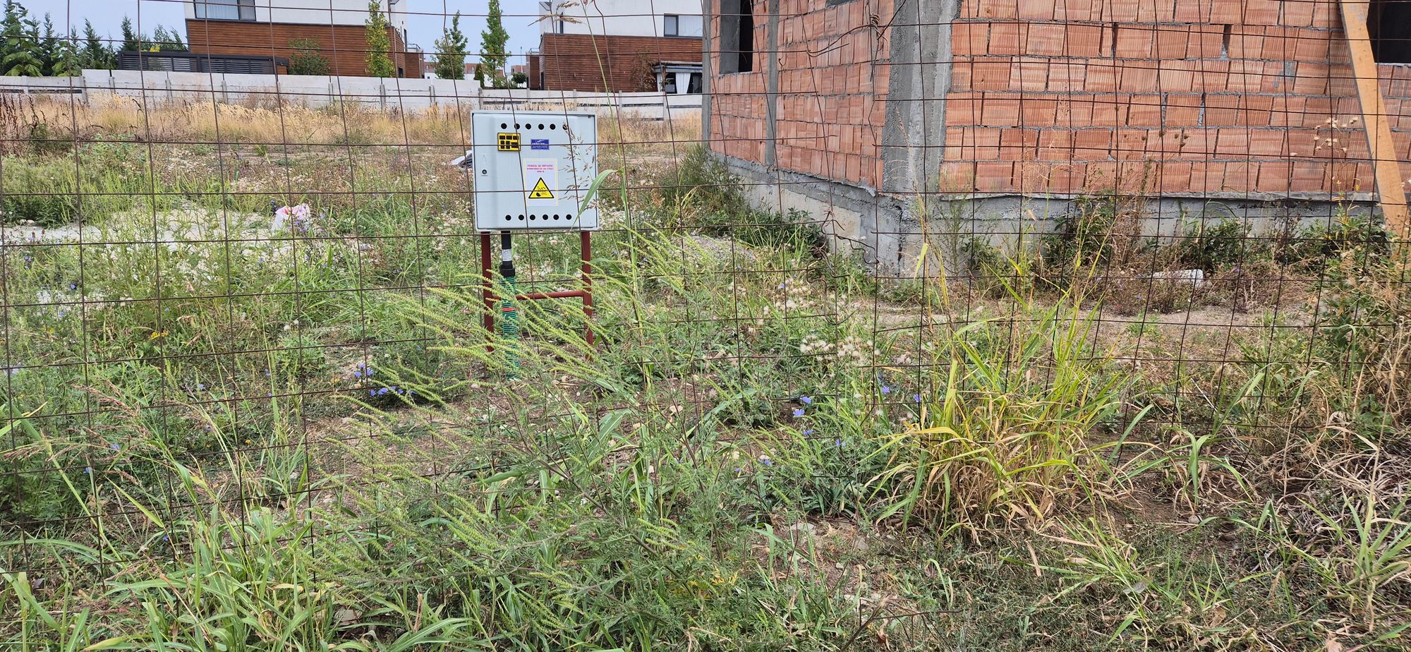 Ambrozie in Strada Murgului 23, Tunari, Comuna Tunari, Județul Ilfov - 20250910_103819.jpg
