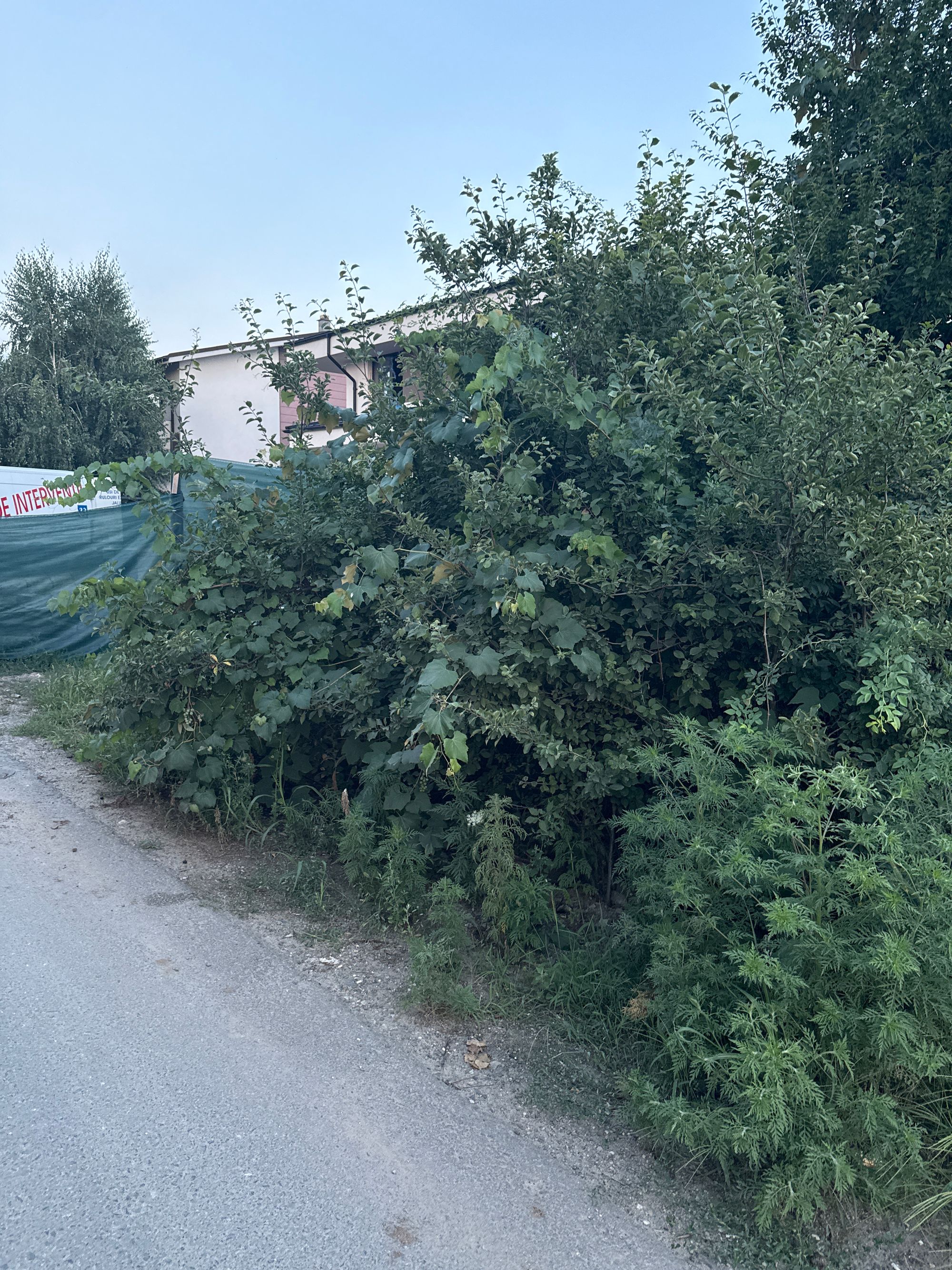 Ambrozie in Strada Apusului 20, Popești-Leordeni, Oraș Popești Leordeni, Județul Ilfov - image.jpg