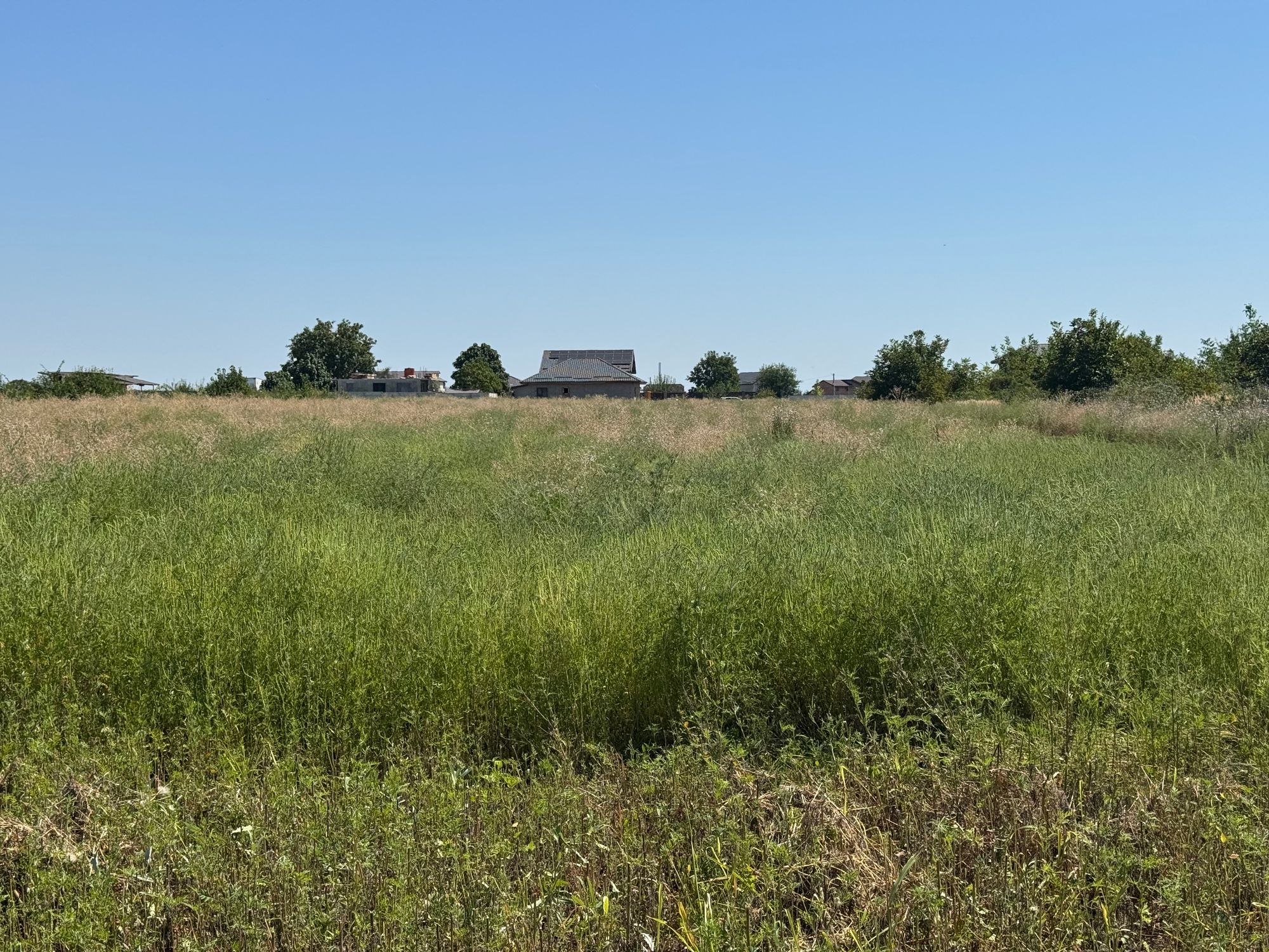 Ambrozie in Strada Magnoliei 29, Ciorogârla, Comuna Ciorogârla, Județul Ilfov