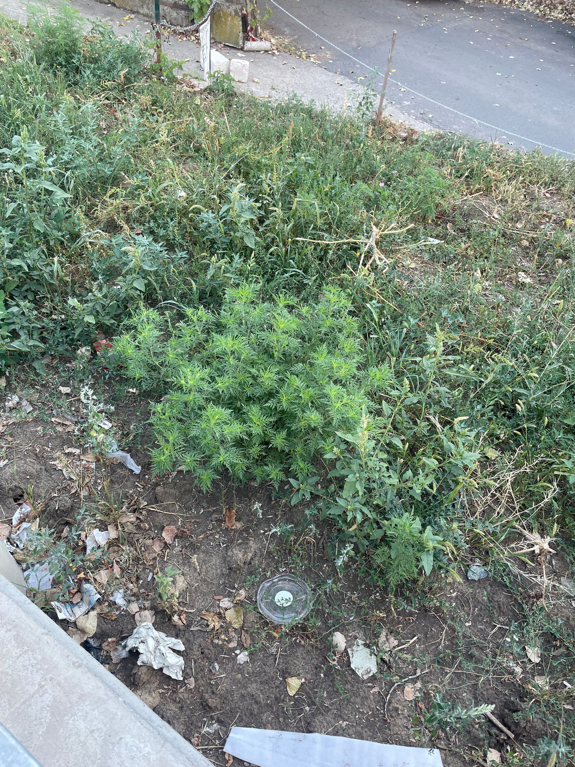 Ambrozie in Iași, Municipiu Iași, Județul Iași - IMG_2332.jpeg