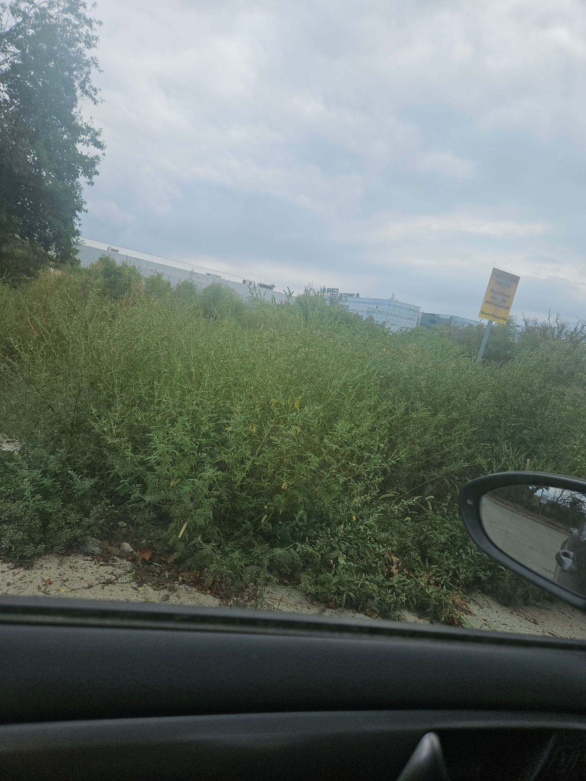 Ambrozie in Șoseaua București-Ploiești 83-87, București, Municipiul București - inbound7397520413174582911.jpg