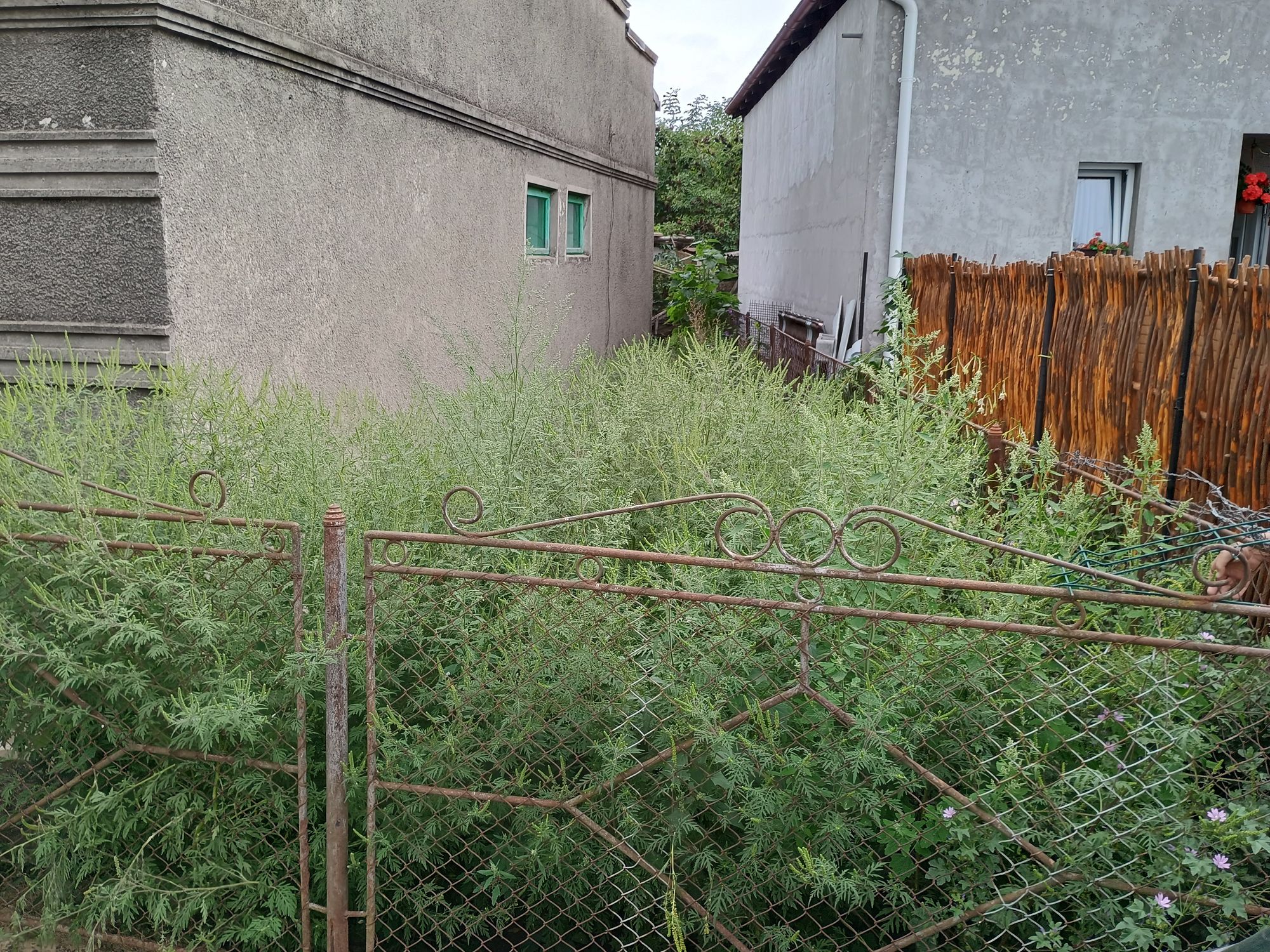 Ambrozie in Strada Alexandru Voievidca 11, Suceava, Municipiu Suceava, Județul Suceava - 1000013378.jpg