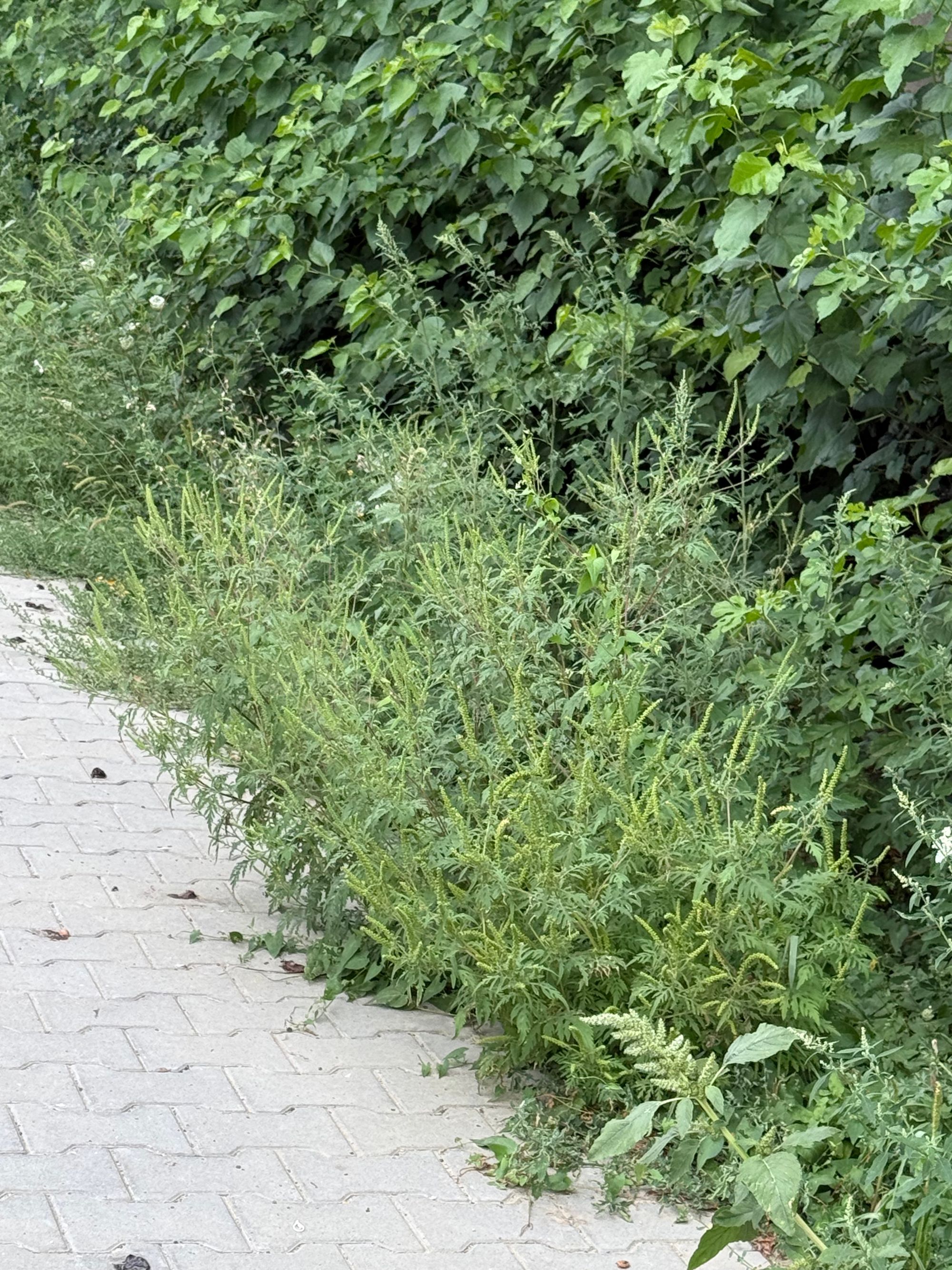 Ambrozie in Strada Logofăt Tăutu 8, Bacău, Municipiu Bacău, Județul Bacău