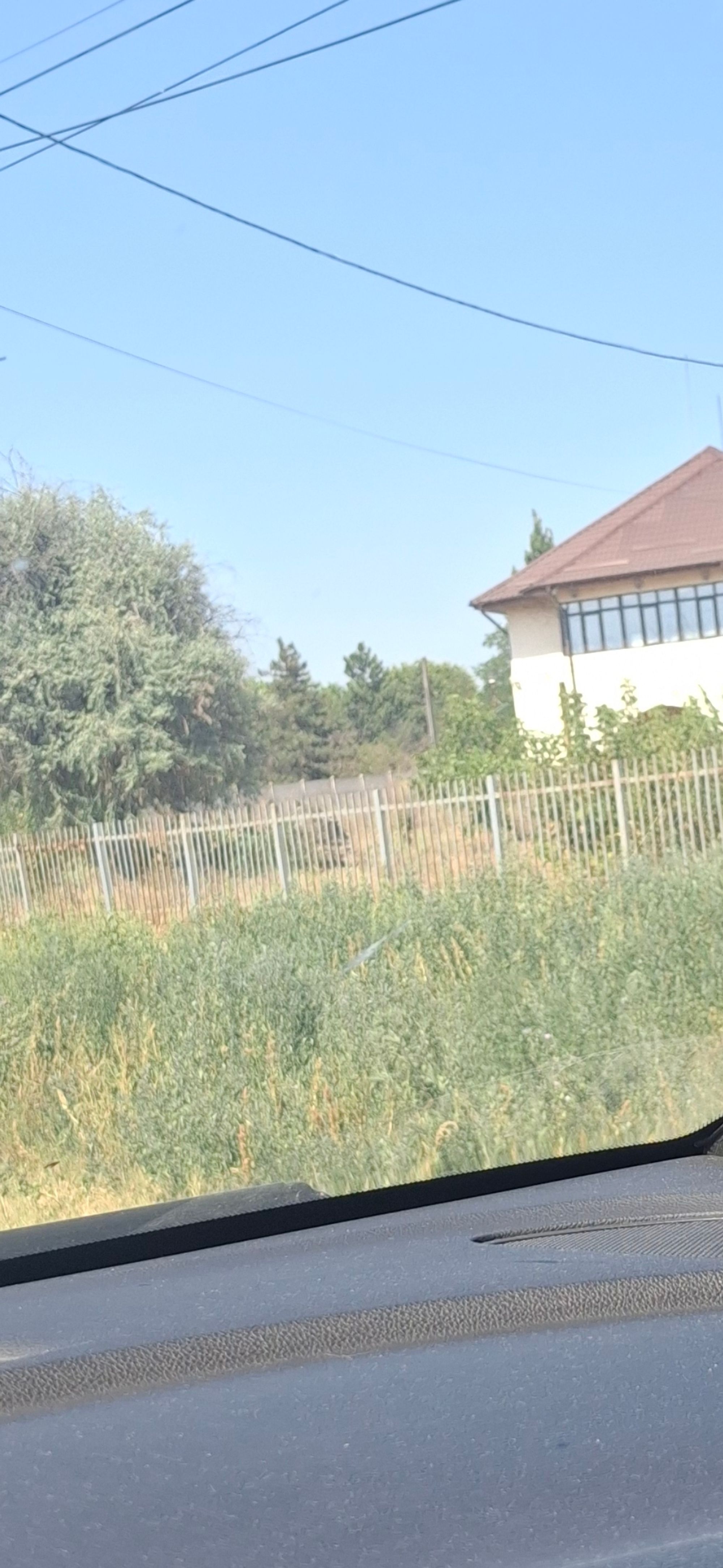 Ambrozie in Strada Prelungirea Bechetului 3, Craiova, Municipiu Craiova, Județul Dolj