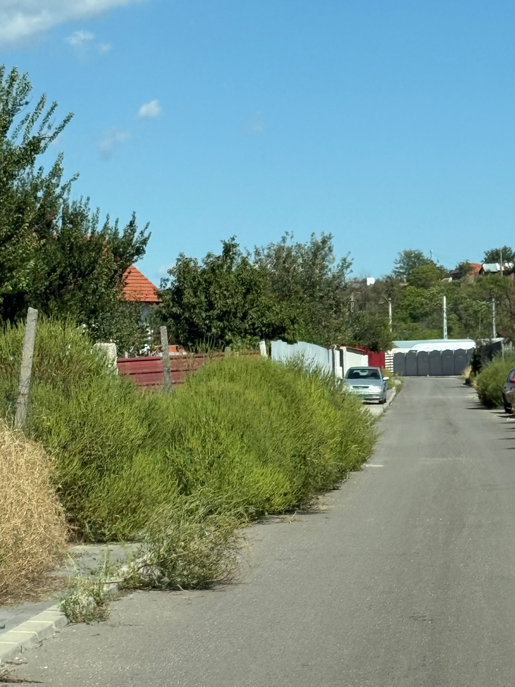 Ambrozie in Cerneți, Comuna Șimian, Județul Mehedinți - IMG_4482.jpeg