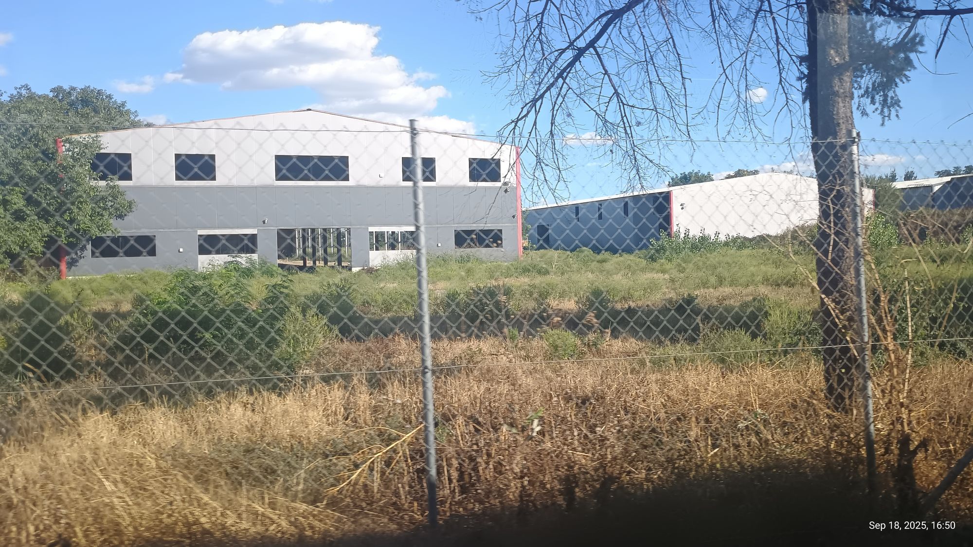 Ambrozie in Strada Atomiștilor 87, Măgurele, Oraş Măgurele, Județul Ilfov - IMG_20250918_165012601_HDR.jpg