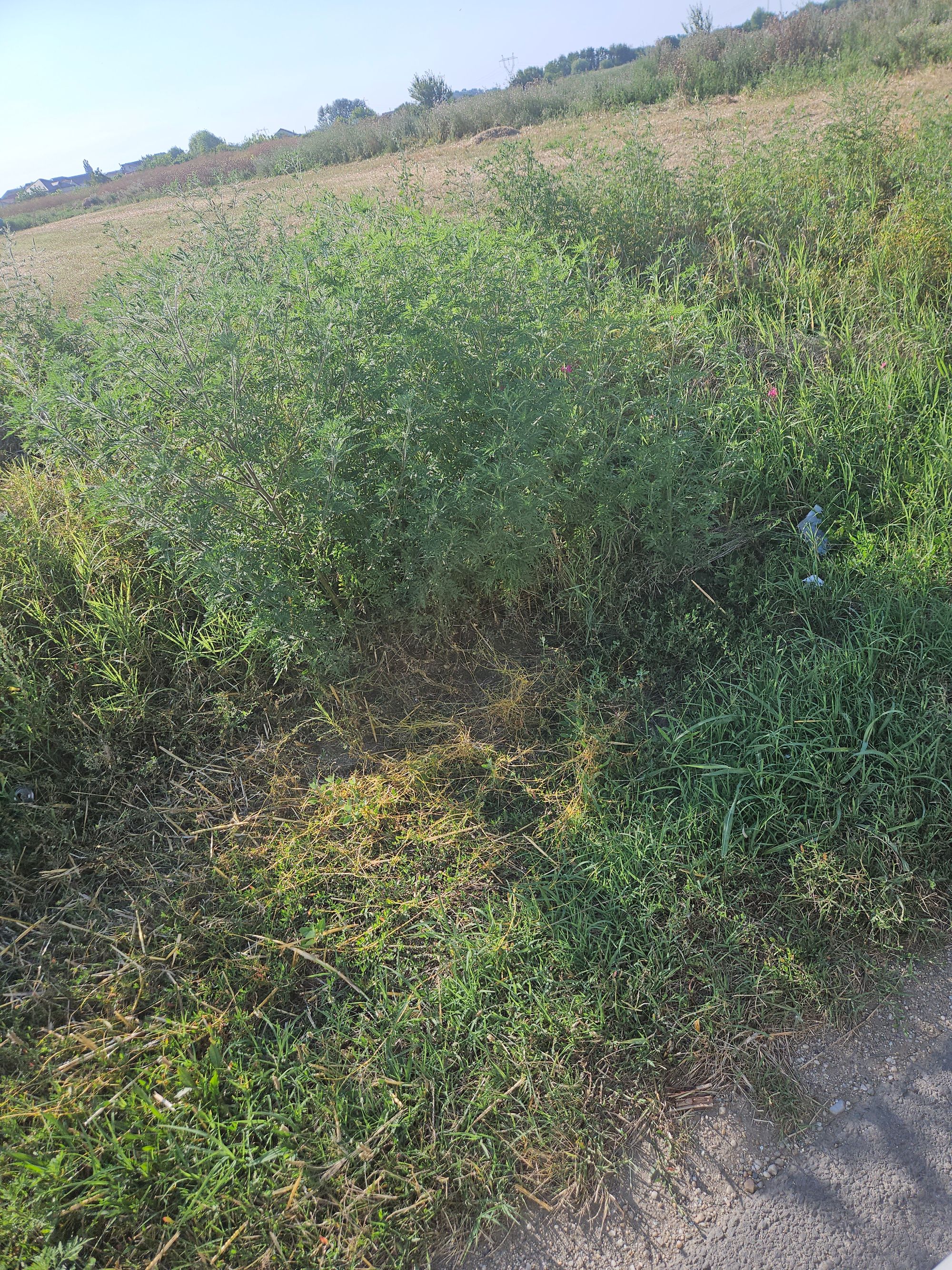 Ambrozie in DJ601E 119, Bolintin-Vale, Oraș Bolintin-Vale, Județul Giurgiu - 20260731_175817.jpg