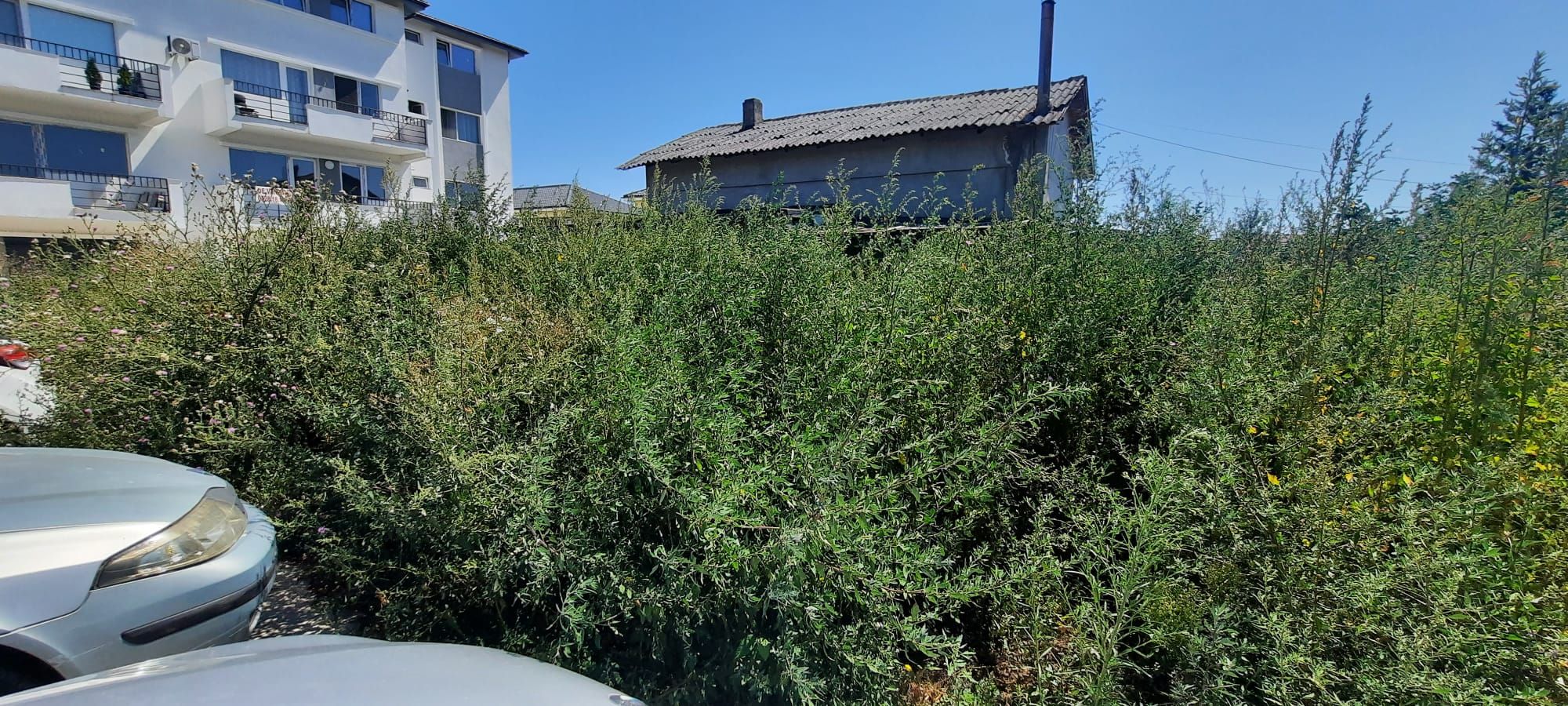 Ambrozie in Strada Calafatului 38, Constanța, Municipiul Constanța, Județul Constanța - amb3.jpg