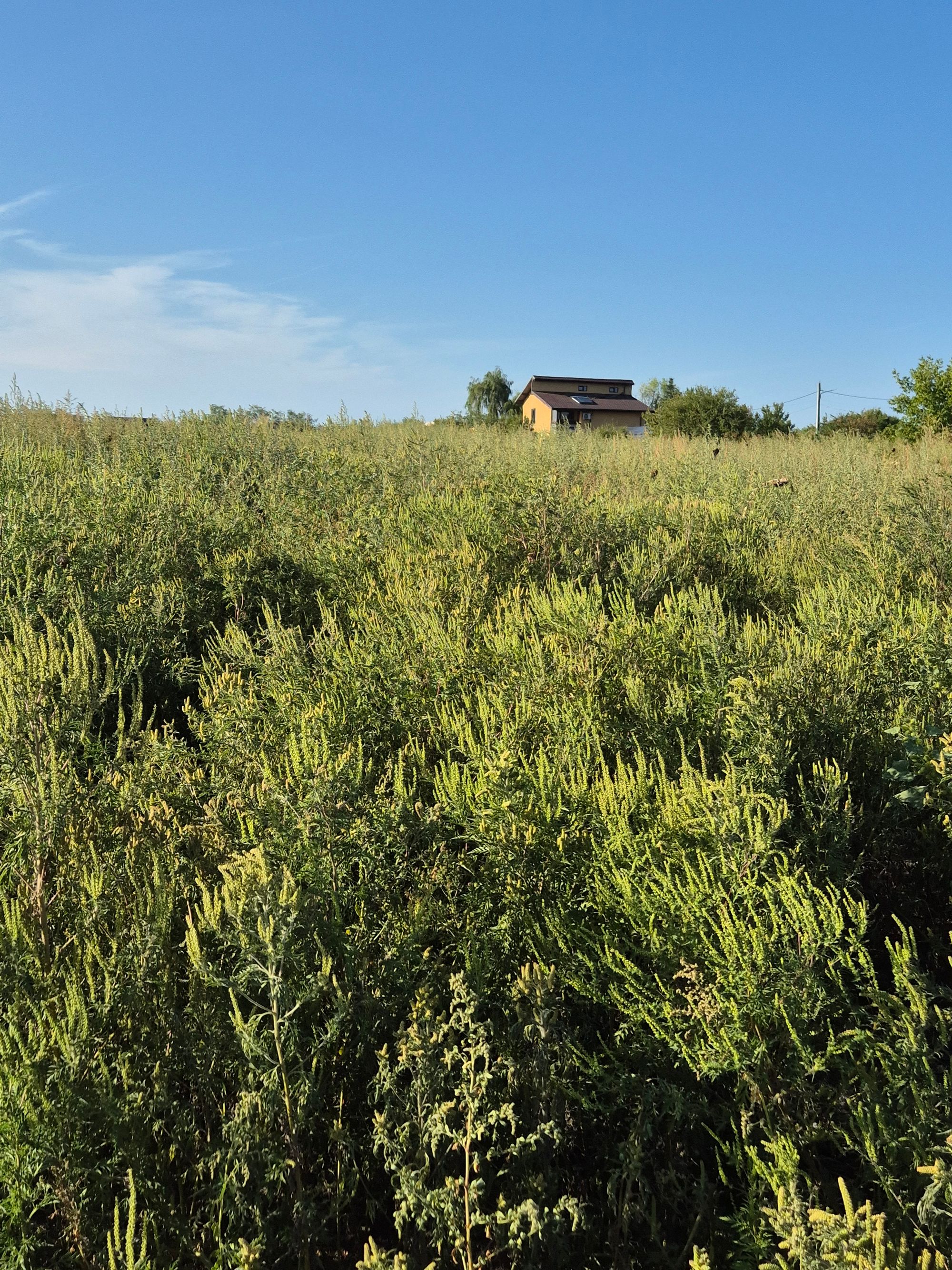 Ambrozie in Samurcași, Comuna Crevedia, Județul Dâmbovița - 20250914_170544.jpg