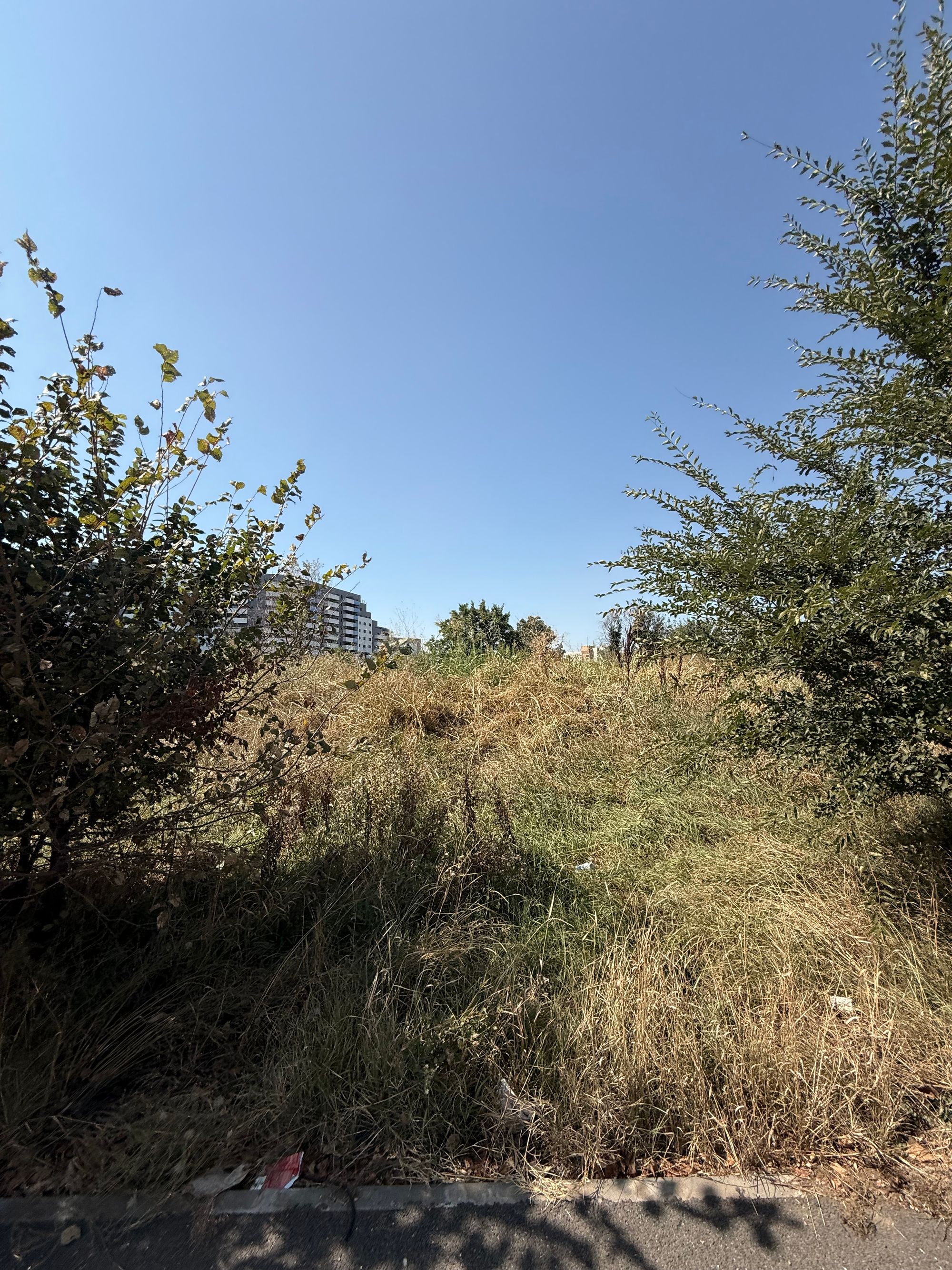 Ambrozie in București, Municipiul București