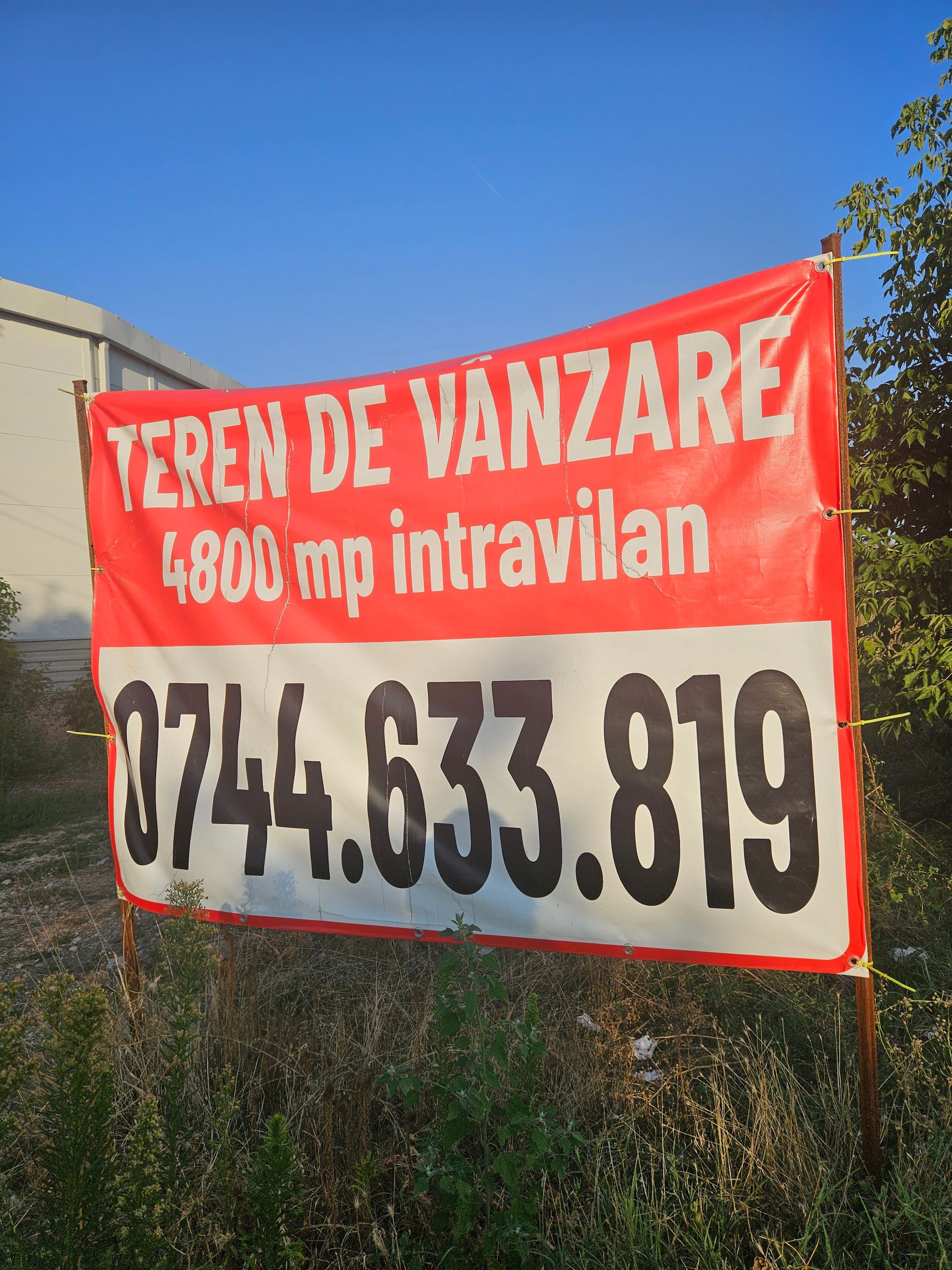 Ambrozie in DN61 21, Găești, Oraș Găești, Județul Dâmbovița