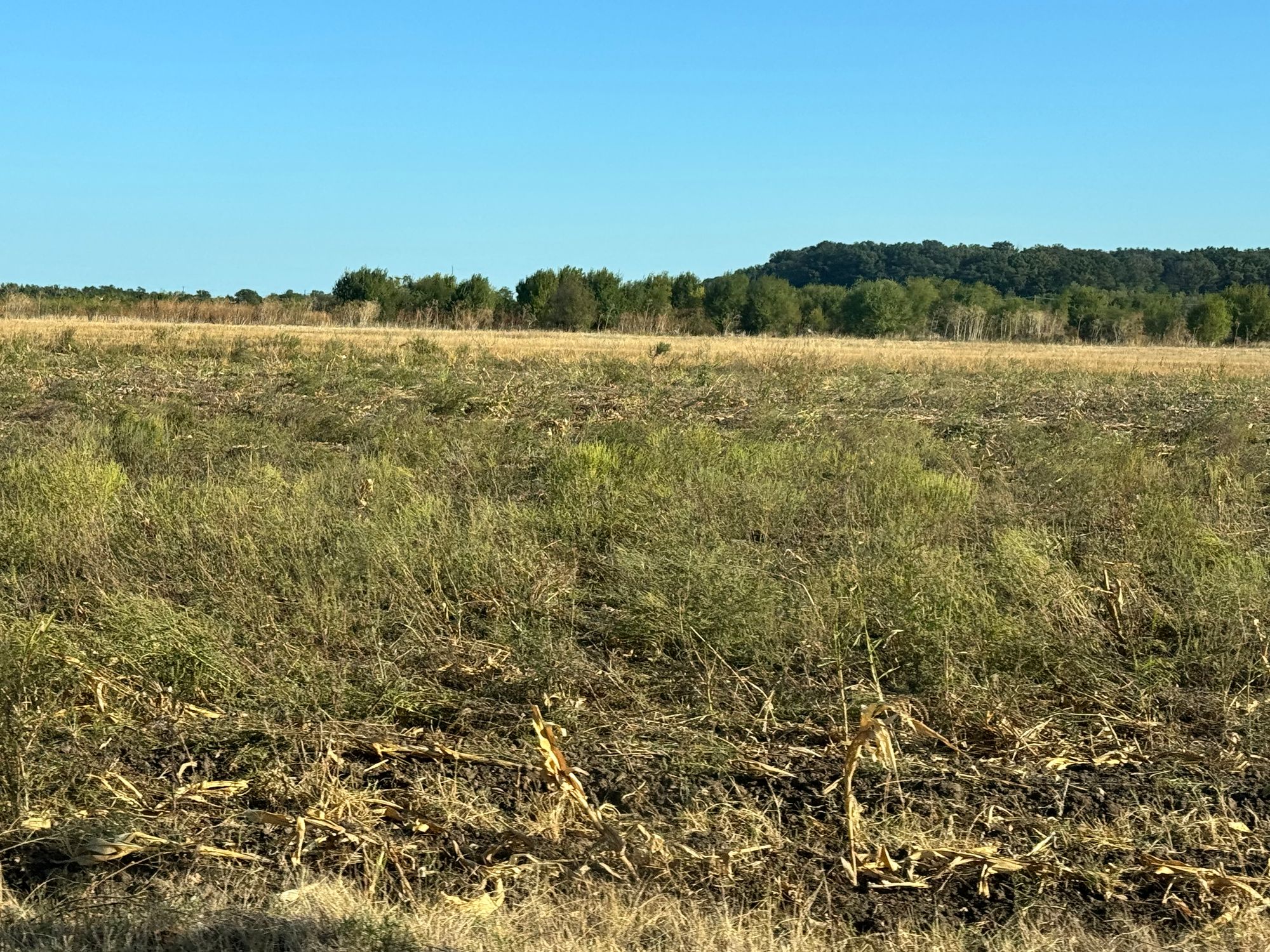 Ambrozie in Tamași, Comuna Corbeanca, Județul Ilfov - IMG_2144.jpeg