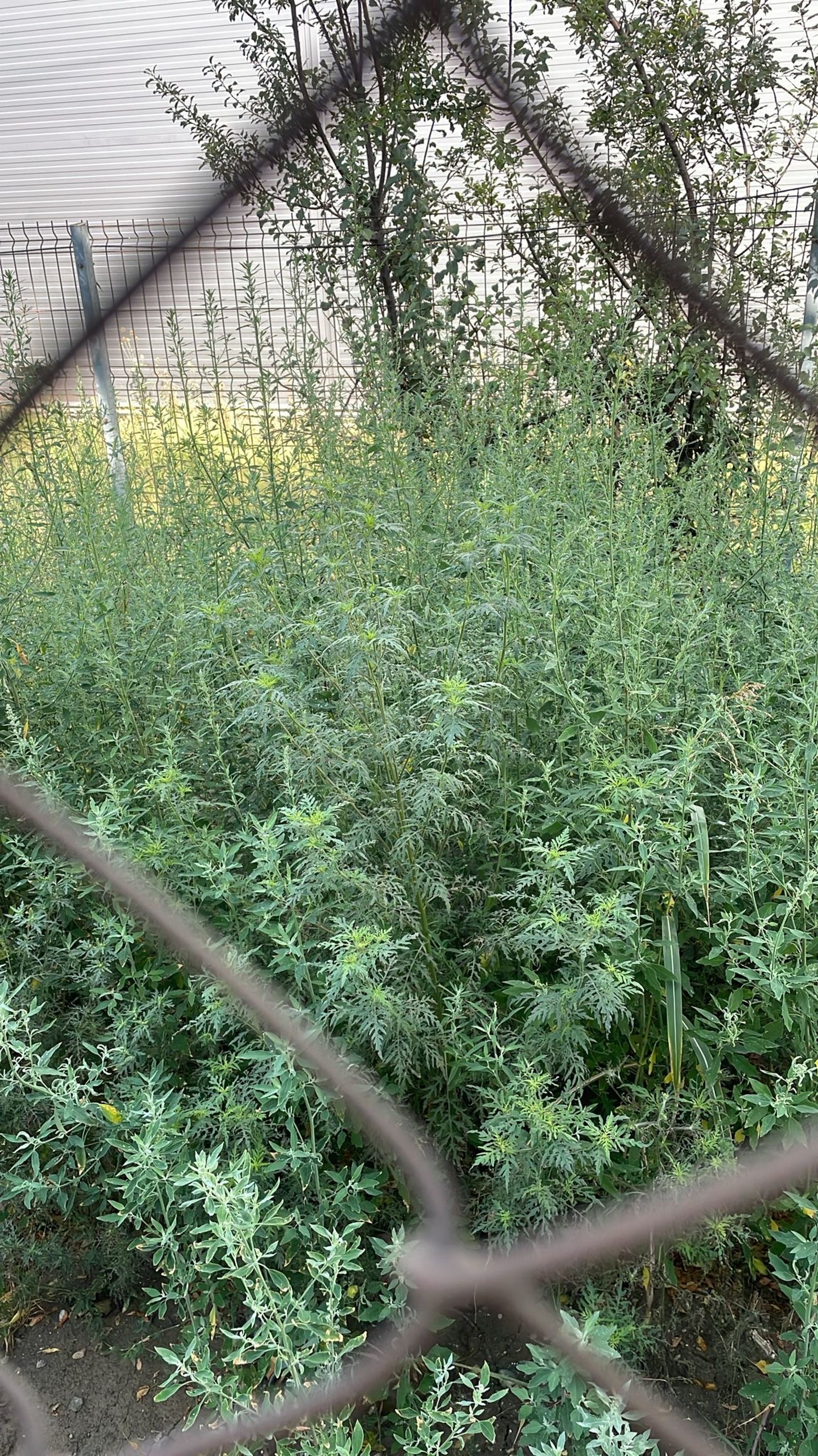 Ambrozie in Strada Căprioarei 5, Ghiroda, Comuna Ghiroda, Județul Timiș - 76786b75-b239-4a50-af8c-9e9aab7067aa.jpeg