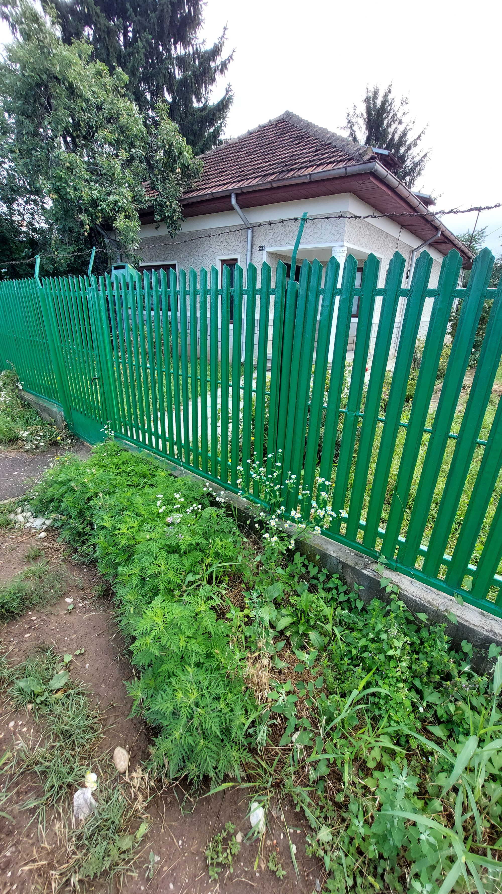 Ambrozie in Strada Grigore Cantacuzino 227, Florești, Comuna Florești, Județul Prahova - 20260723_100639.jpg