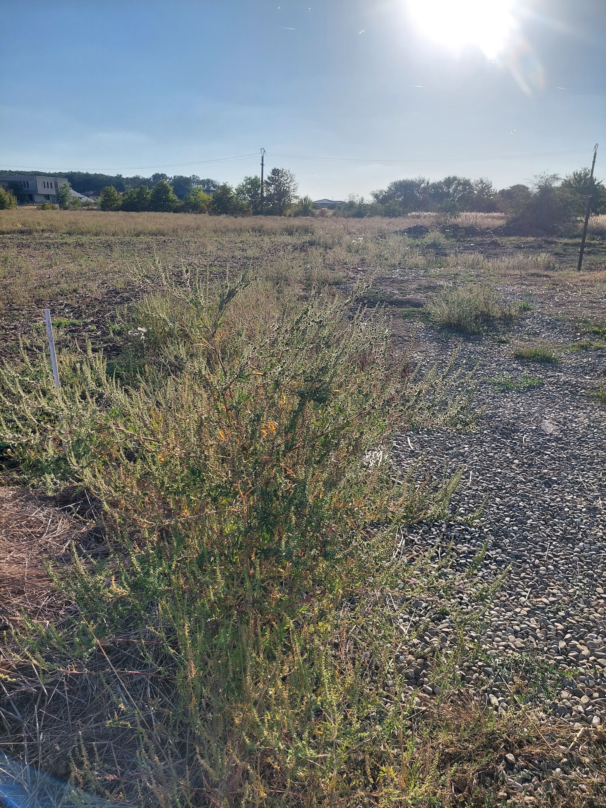 Ambrozie in Ghermănești, Comuna Snagov, Județul Ilfov