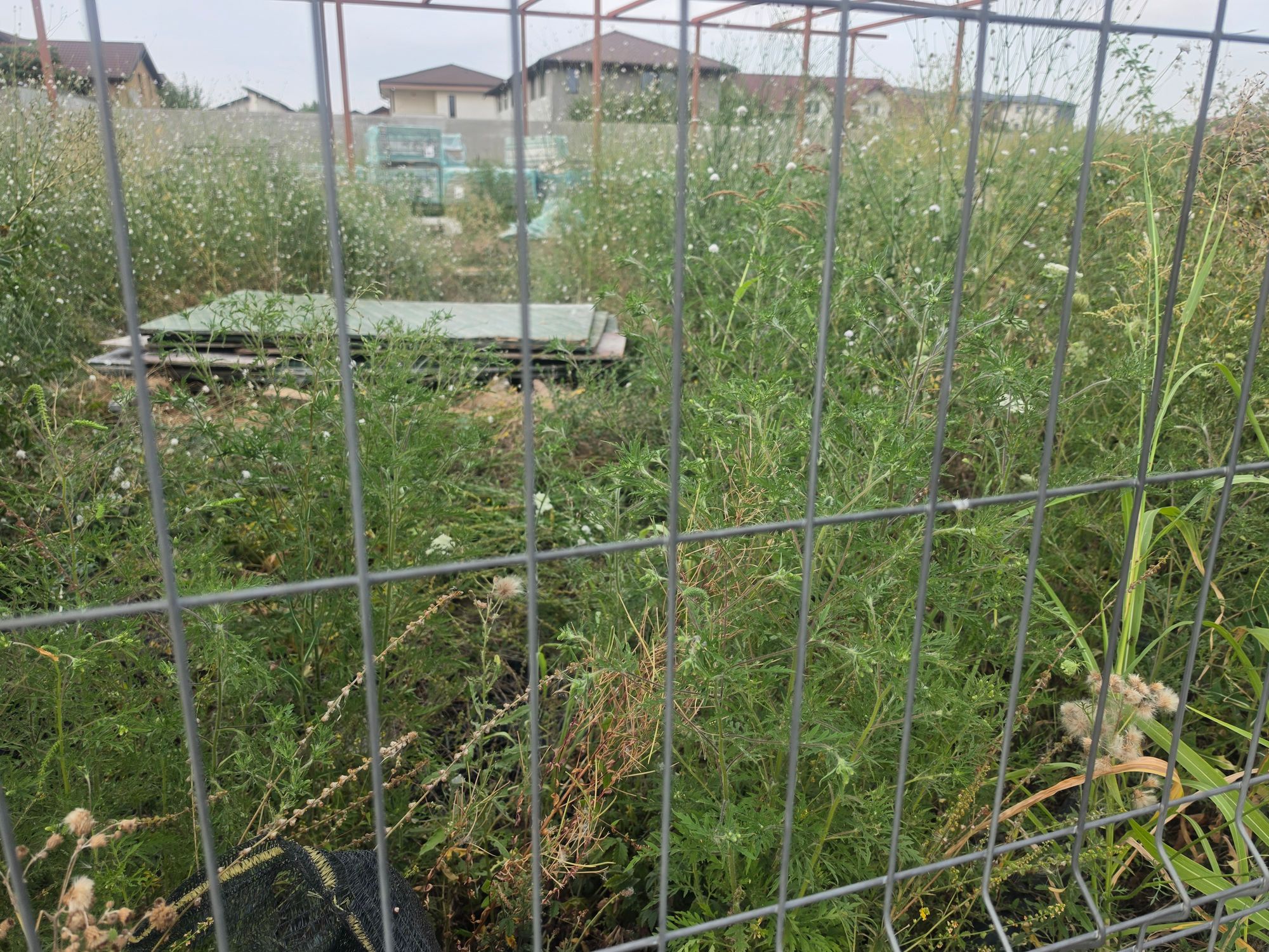 Ambrozie in Strada Crișul Repede 145, Bragadiru, Oraș Bragadiru, Județul Ilfov