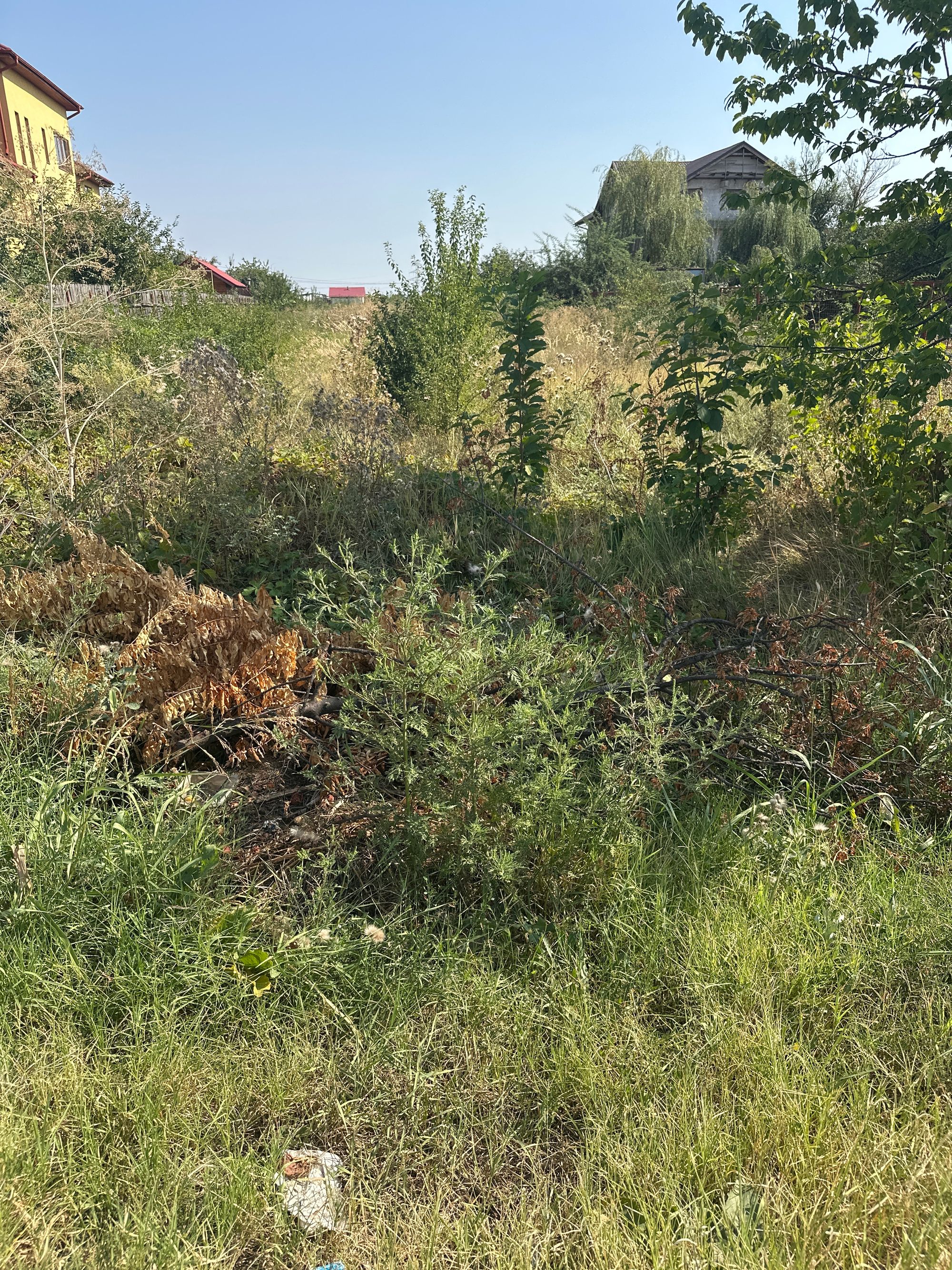 Ambrozie in Șoseaua Tudor Vladimirescu 40, Olteni, Comuna Clinceni, Județul Ilfov