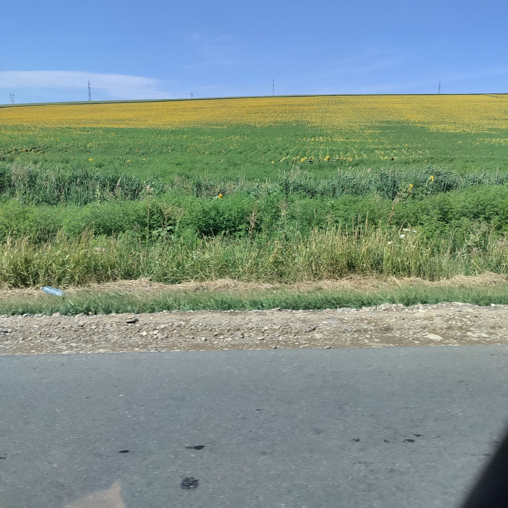 Ambrozie in Podu Iloaiei, Iași County - IMG_20230721_160735.jpg