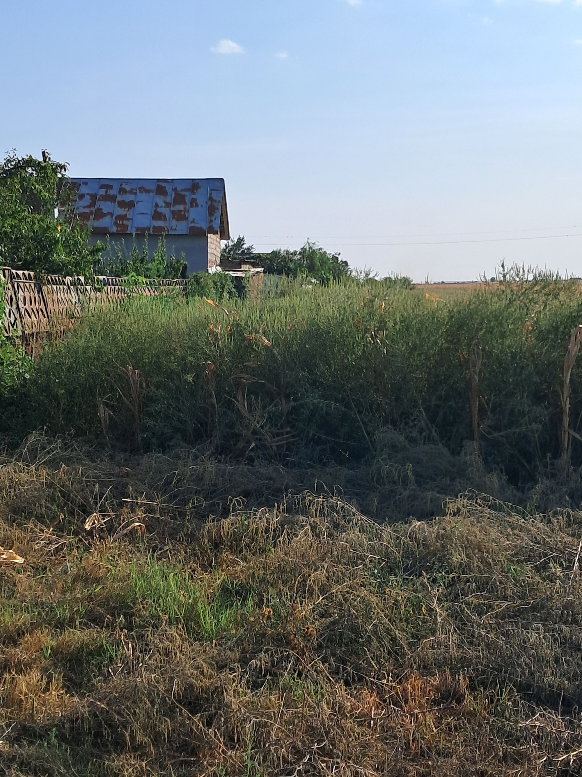 Ambrozie in DJ702G 56, Ionești, Comuna Petrești, Județul Dâmbovița - 1000002521.jpg