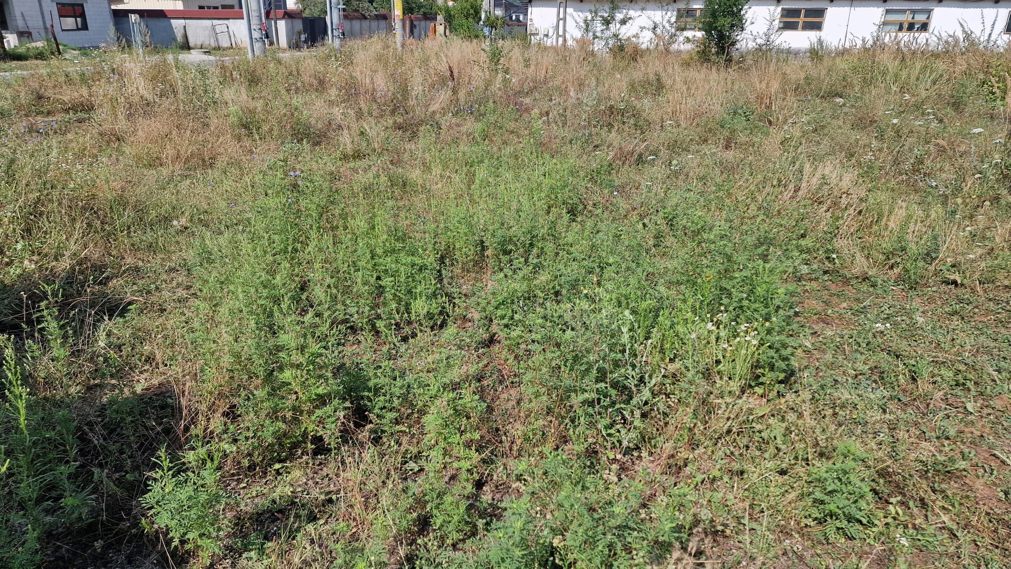 Ambrozie in Strada Cuza Vodă 2, Curtea de Argeș, Municipiu Curtea de Argeș, Județul Argeș