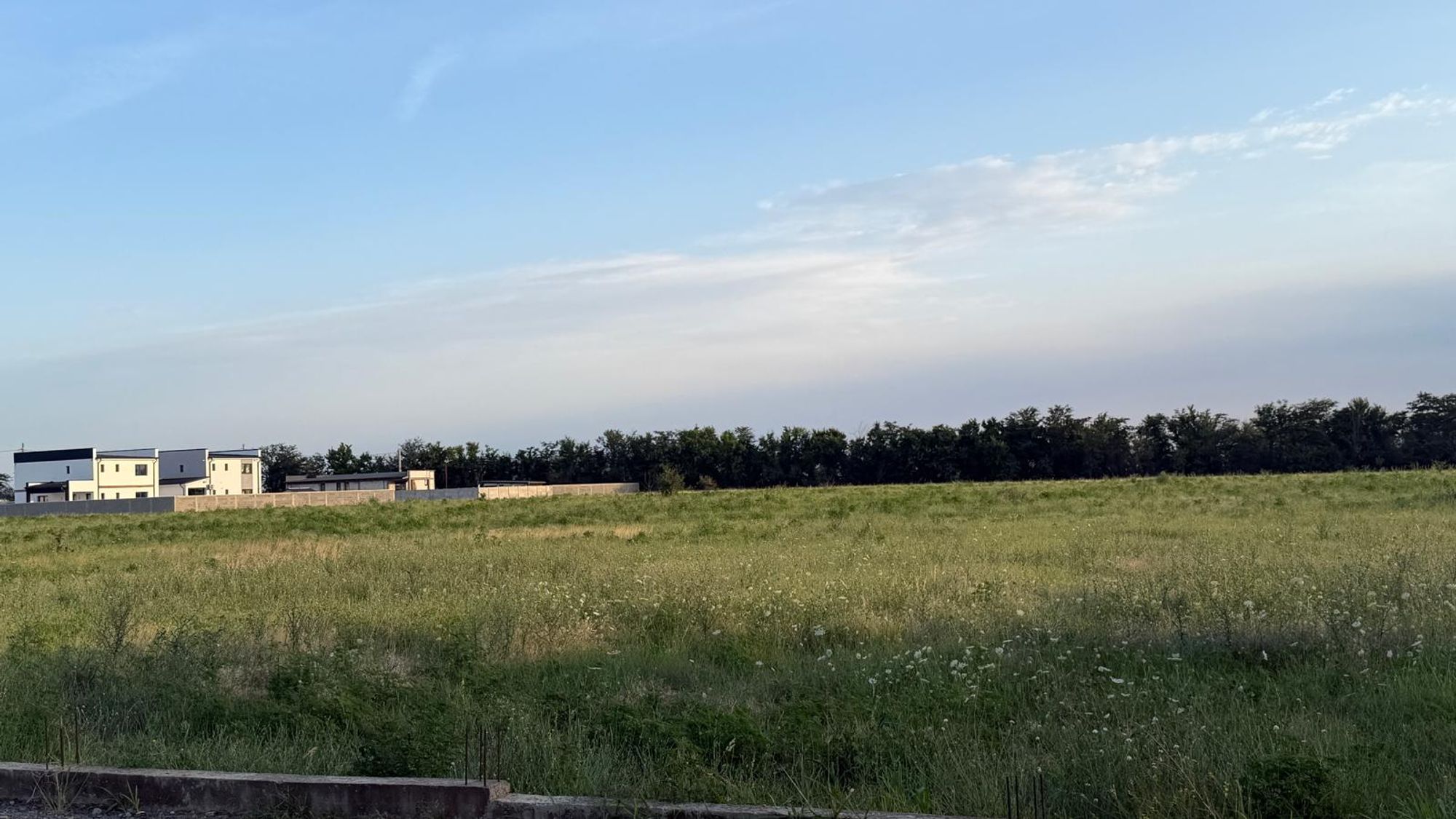 Ambrozie in Strada Crinului 35, Cârcea, Comuna Cârcea, Județul Dolj