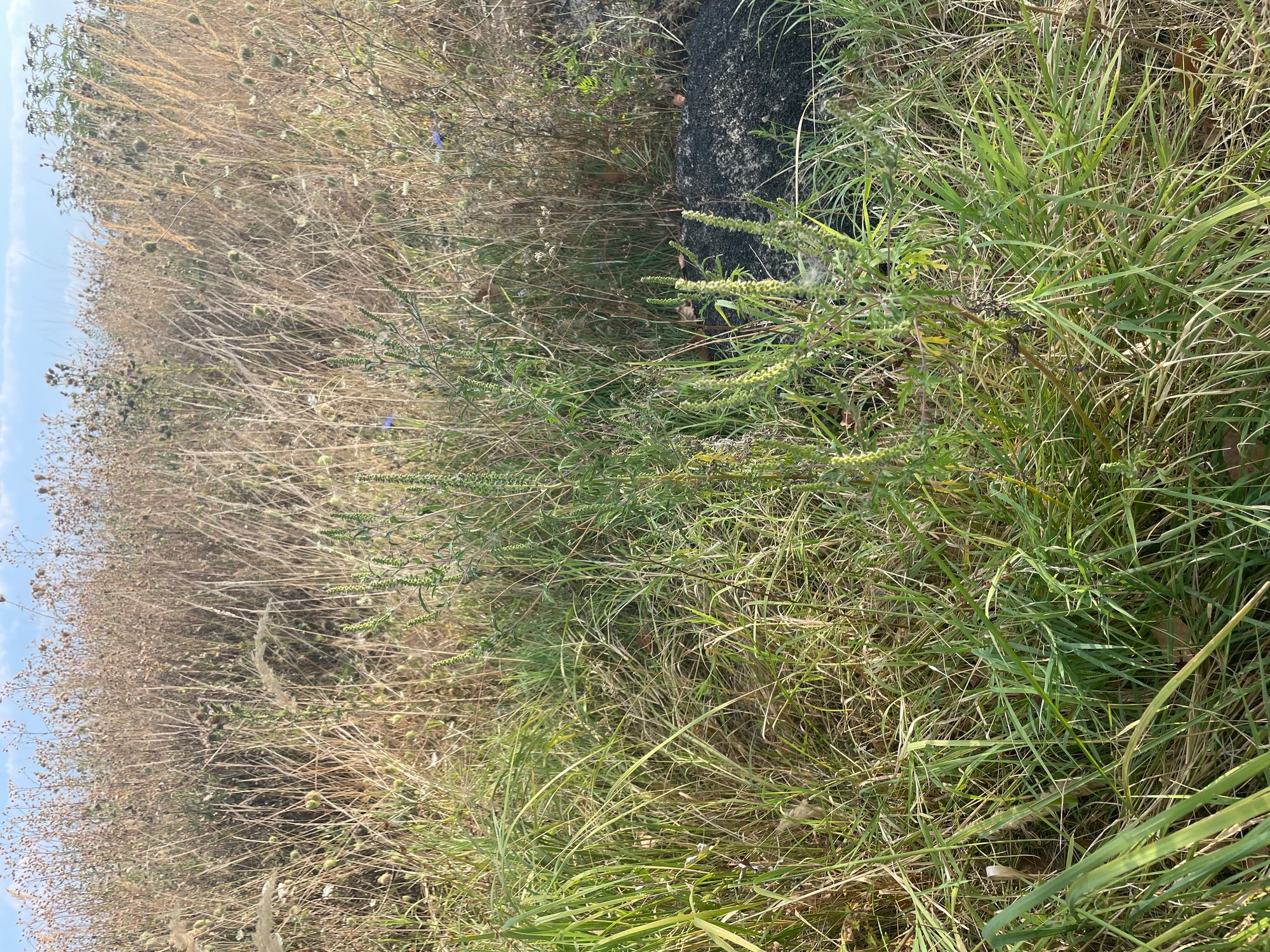 Ambrozie in DN65 465, Albota, Comuna Albota, Județul Argeș - image.jpg