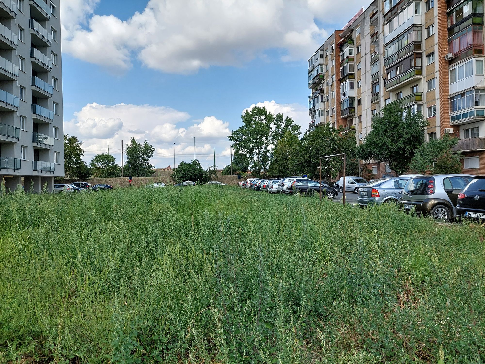 Ambrozie in Strada Iuliu Toader 102, Arad, Municipiu Arad, Județul Arad - 20230917_145637.jpg
