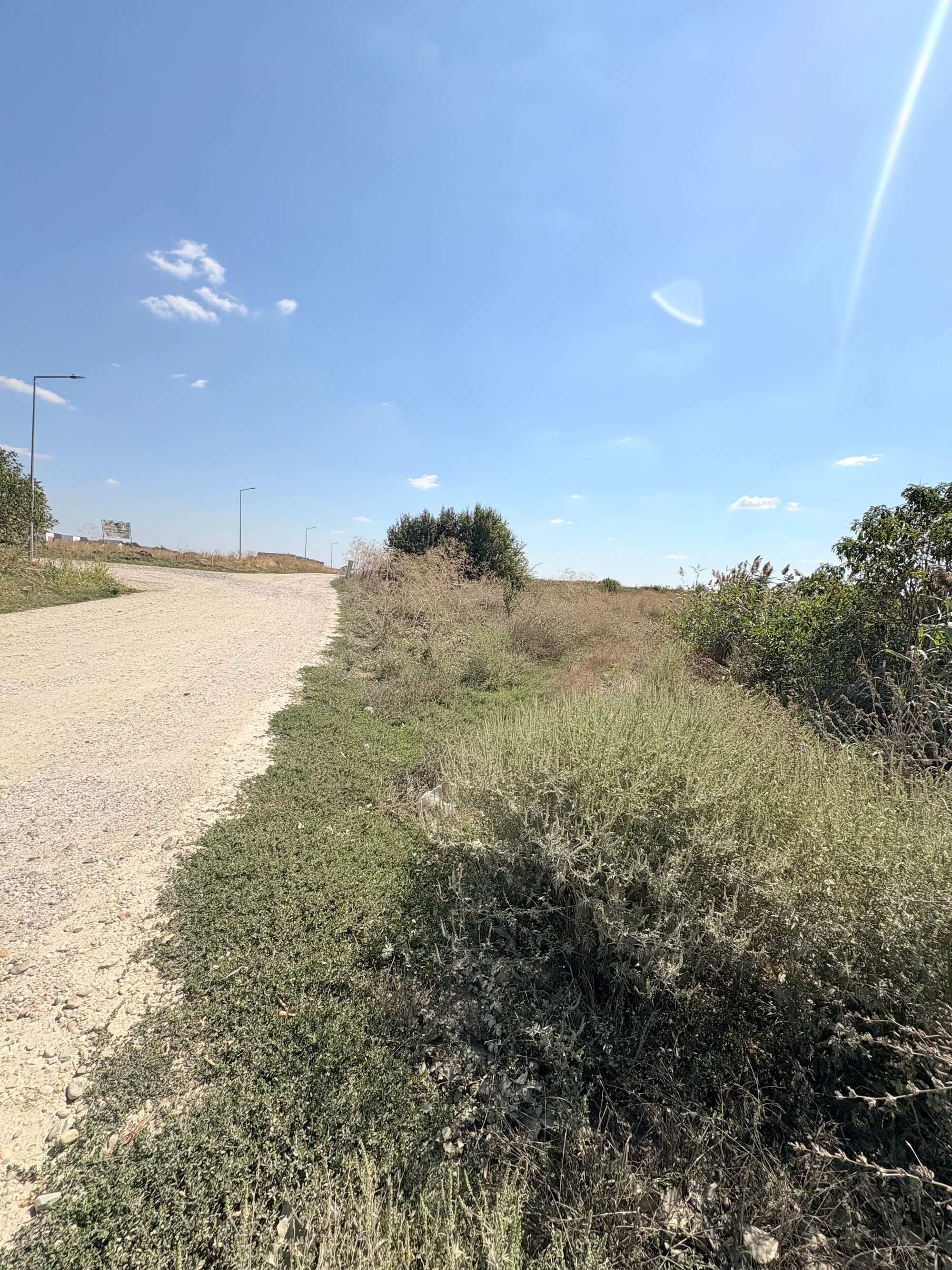 Ambrozie in Strada Dobreni 17k, Berceni, Comuna Berceni, Județul Ilfov - IMG_8965.jpeg