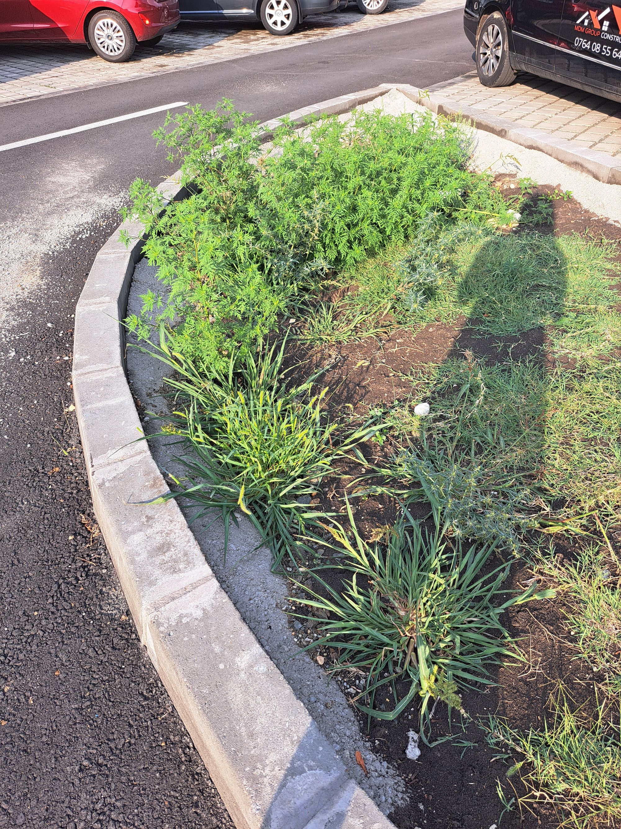 Ambrozie in Strada Sfinții Apostoli Petru și Pavel B124, Timișoara, Municipiu Timişoara, Județul Timiș - 20250804_184335.jpg