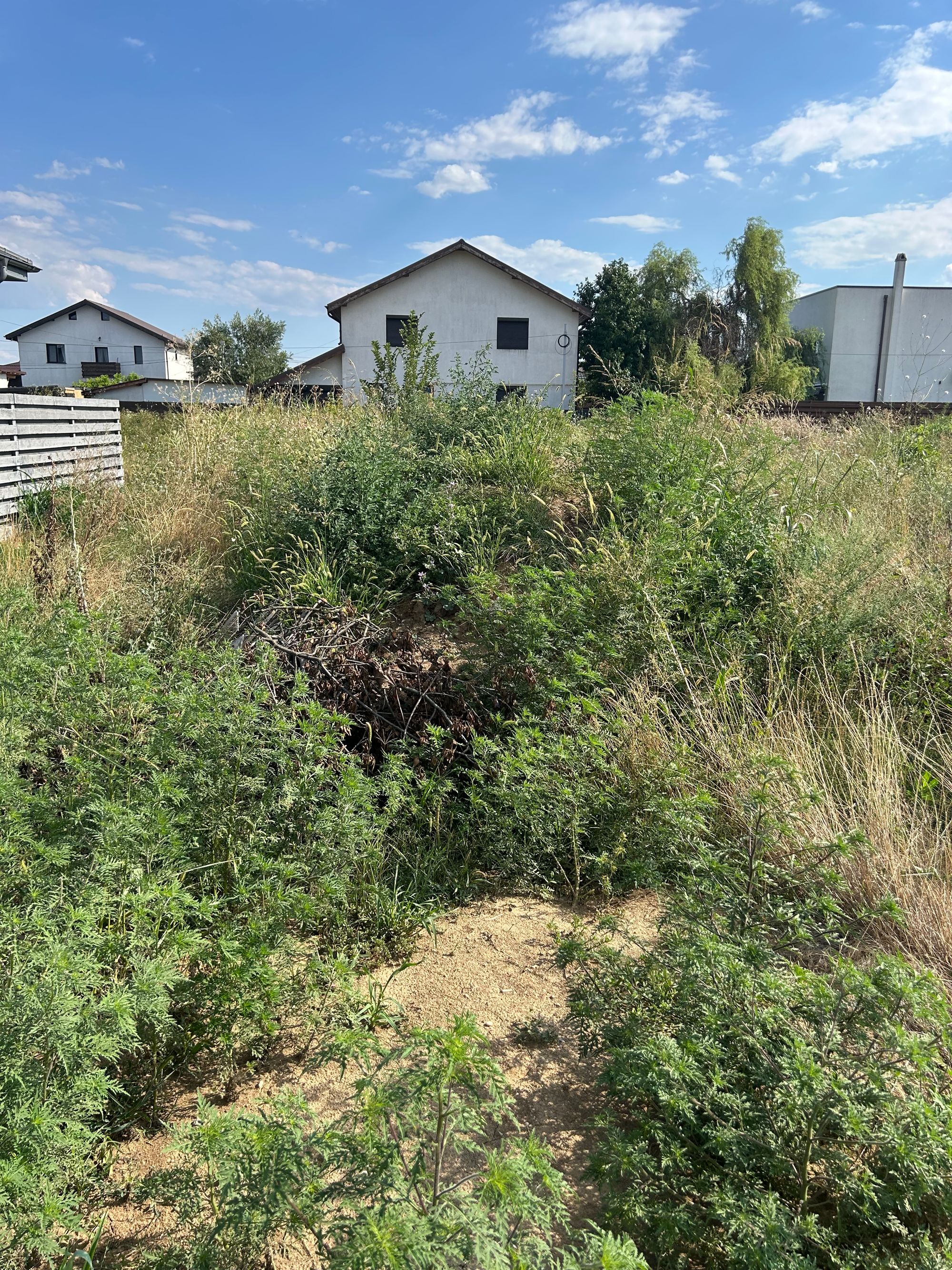Ambrozie in Strada Ghioceilor 14, Săbăreni, Comuna Săbăreni, Județul Giurgiu
