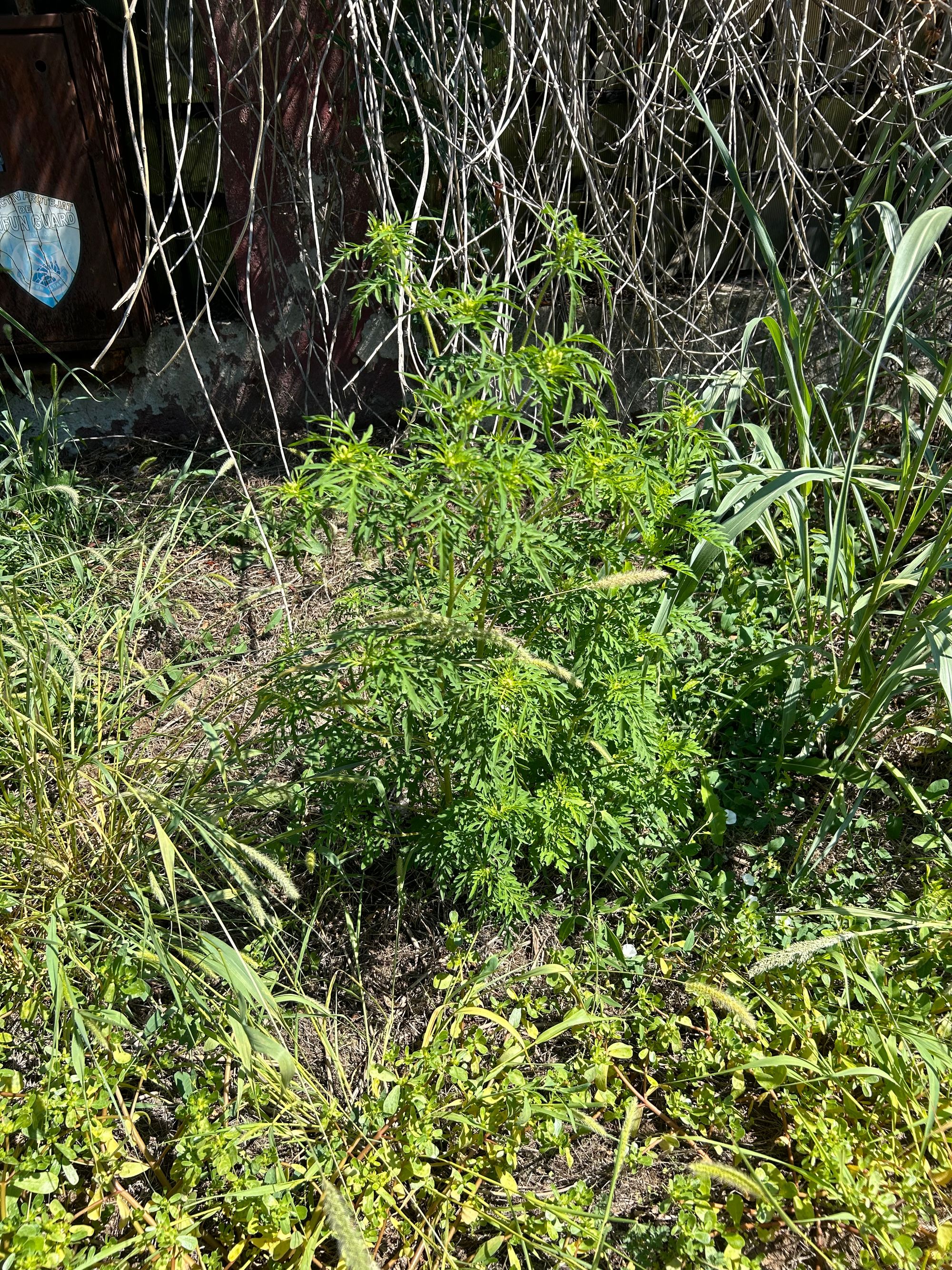 Ambrozie in Strada Mihai Eminescu 1, Afumați, Comuna Afumați, Județul Ilfov - IMG_6094.jpeg