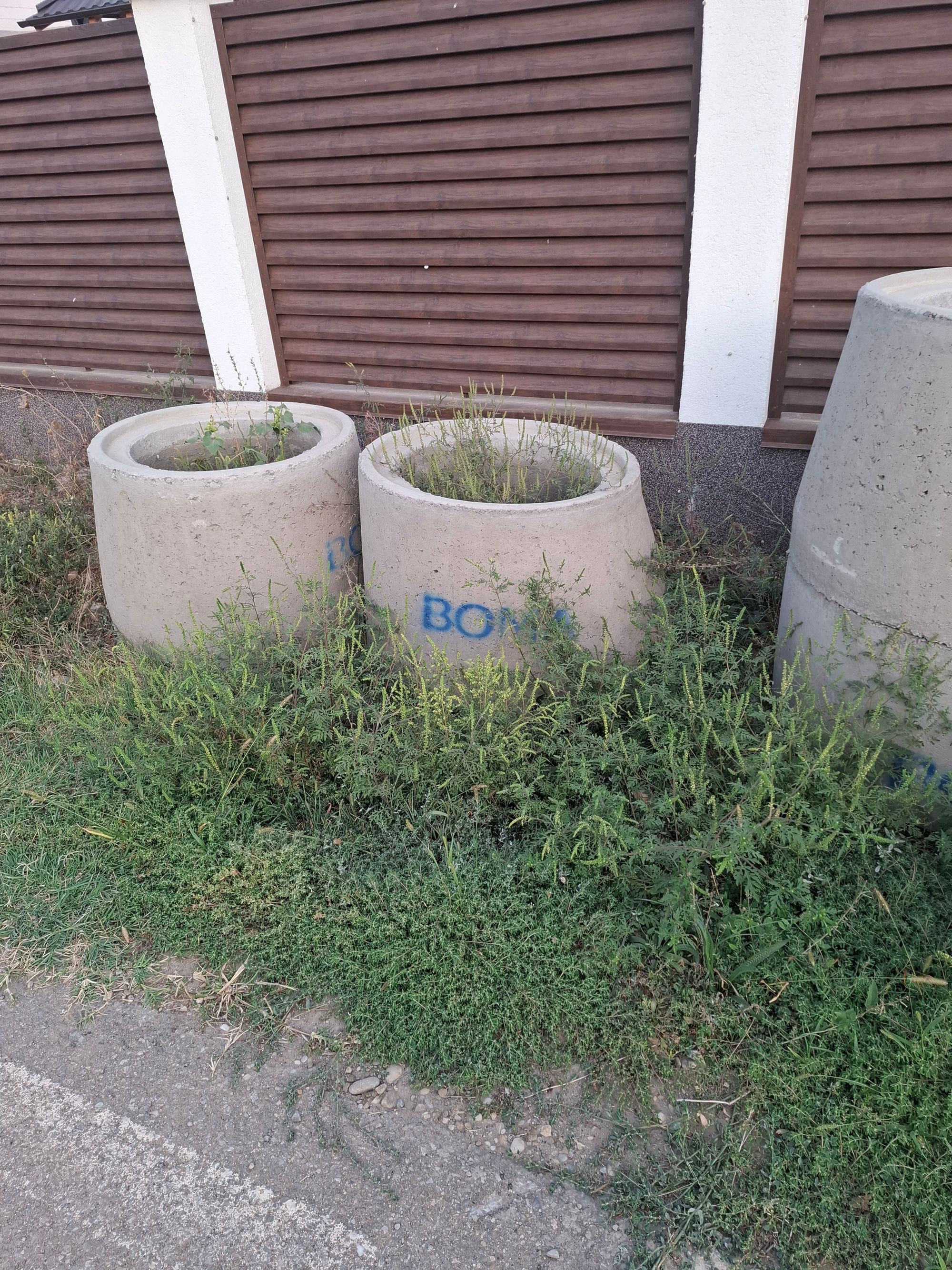 Ambrozie in Str. Saturn 10, Strejnicu, Comuna Târgșoru Vechi, Județul Prahova - 20250907_185149.jpg