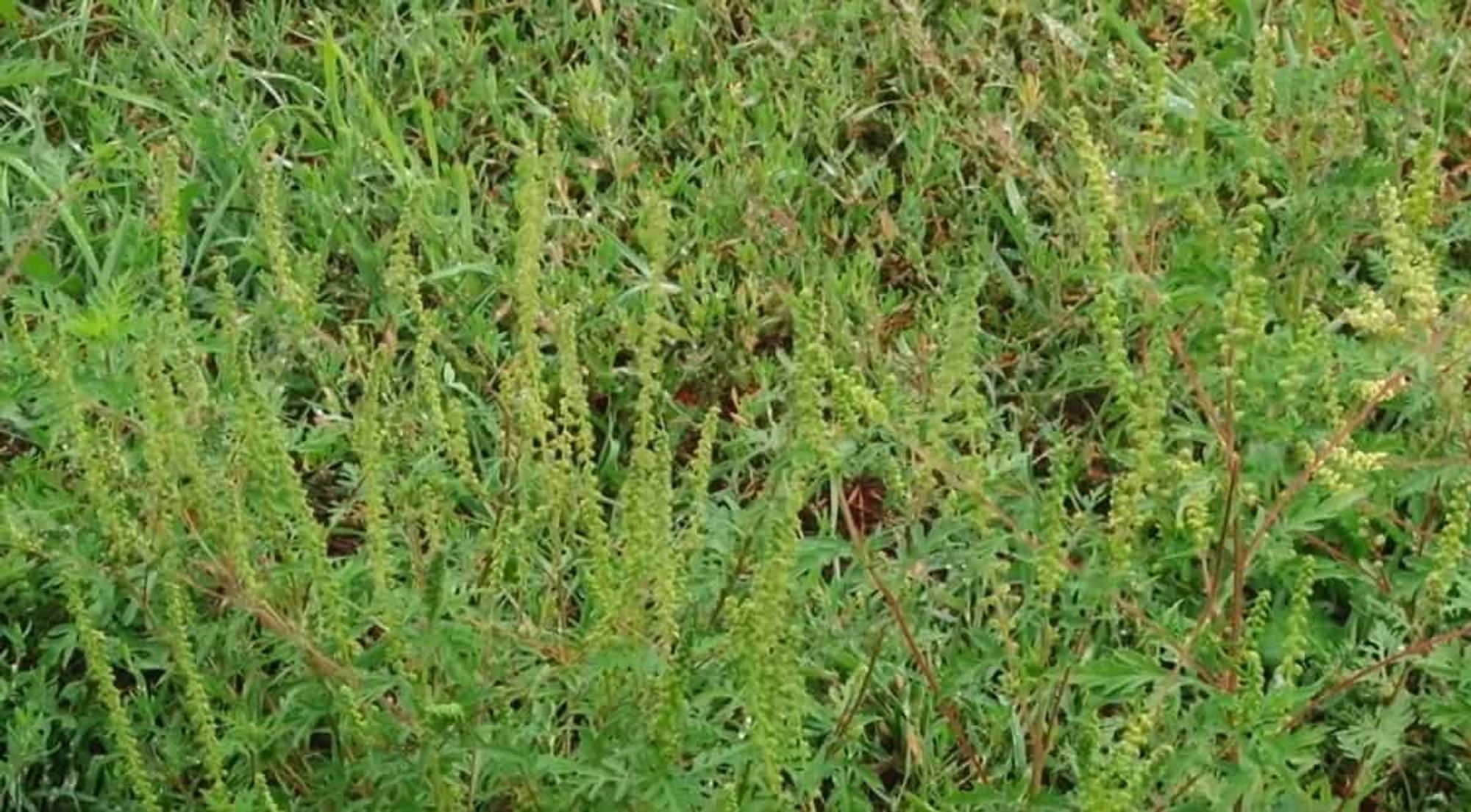 Ambrozie in Strada Topaz 3, Bragadiru, Oraş Bragadiru, Județul Ilfov - inbound7921786566482081961.jpg