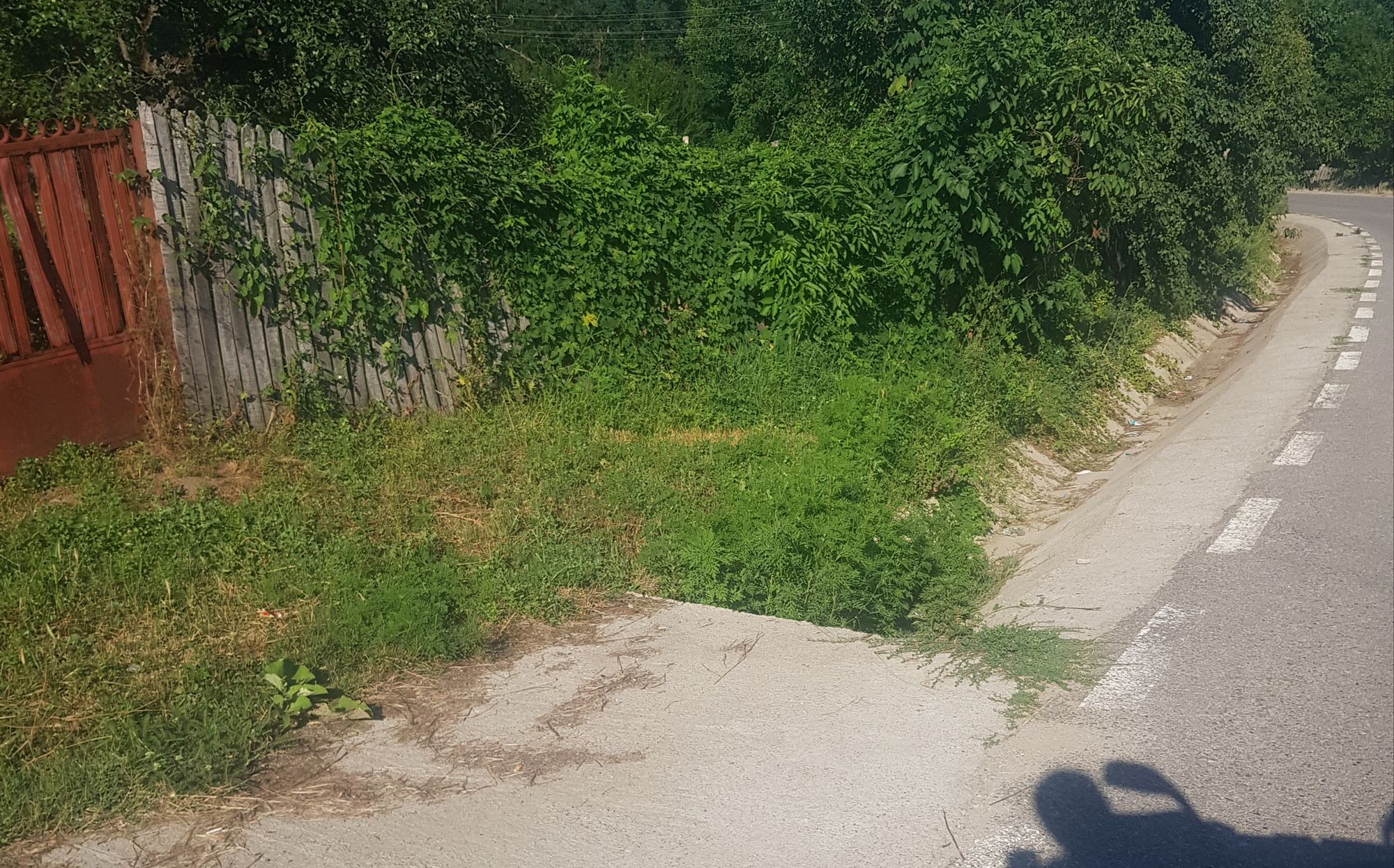 Ambrozie in Strada Surpatele 19, Moşteni, Comuna Frâncești, Județul Vâlcea - 20250712_192410.jpg