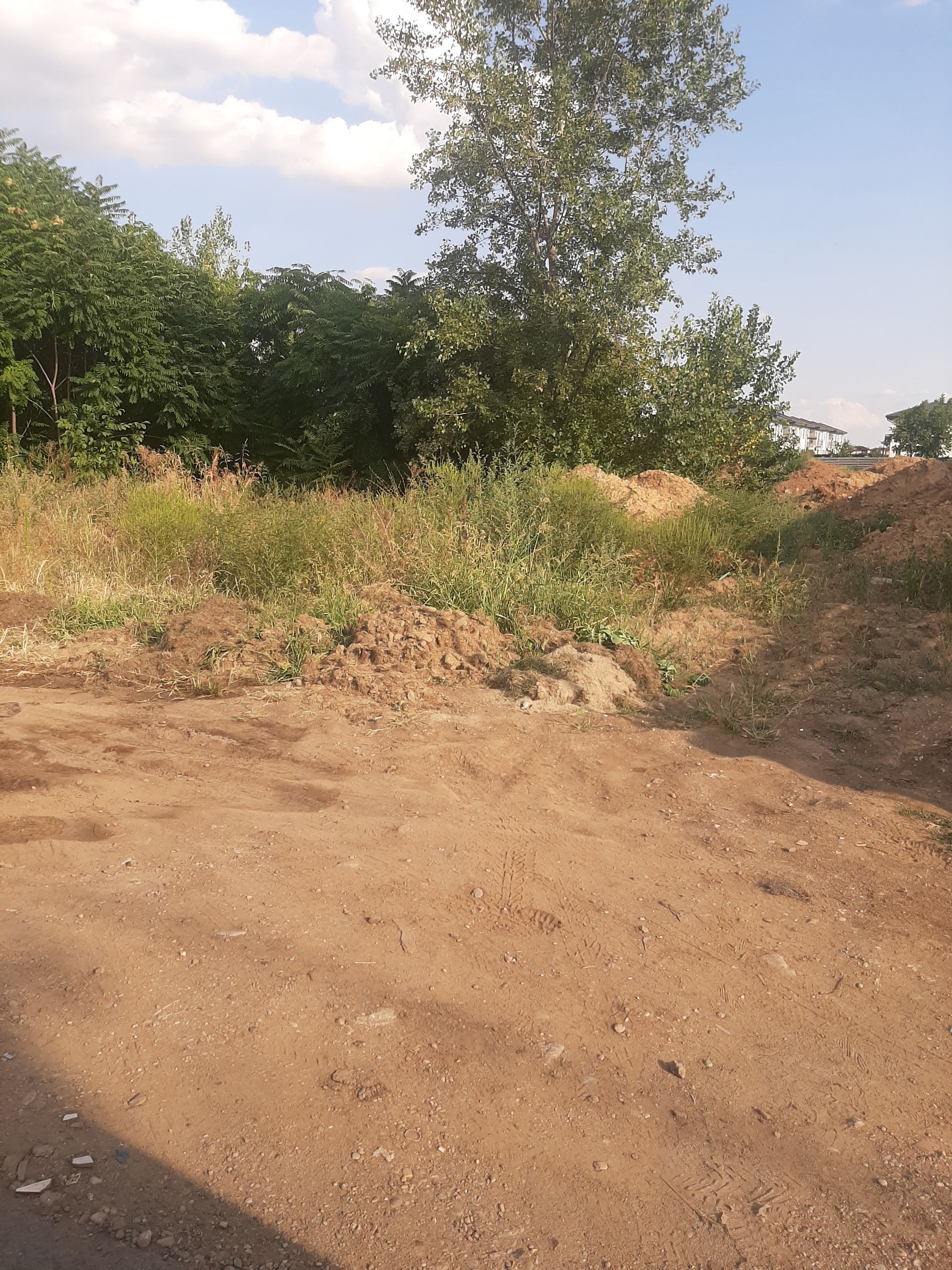 Ambrozie in Strada Parfumului 1, Bragadiru, Oraş Bragadiru, Județul Ilfov - 20230901_173103.jpg