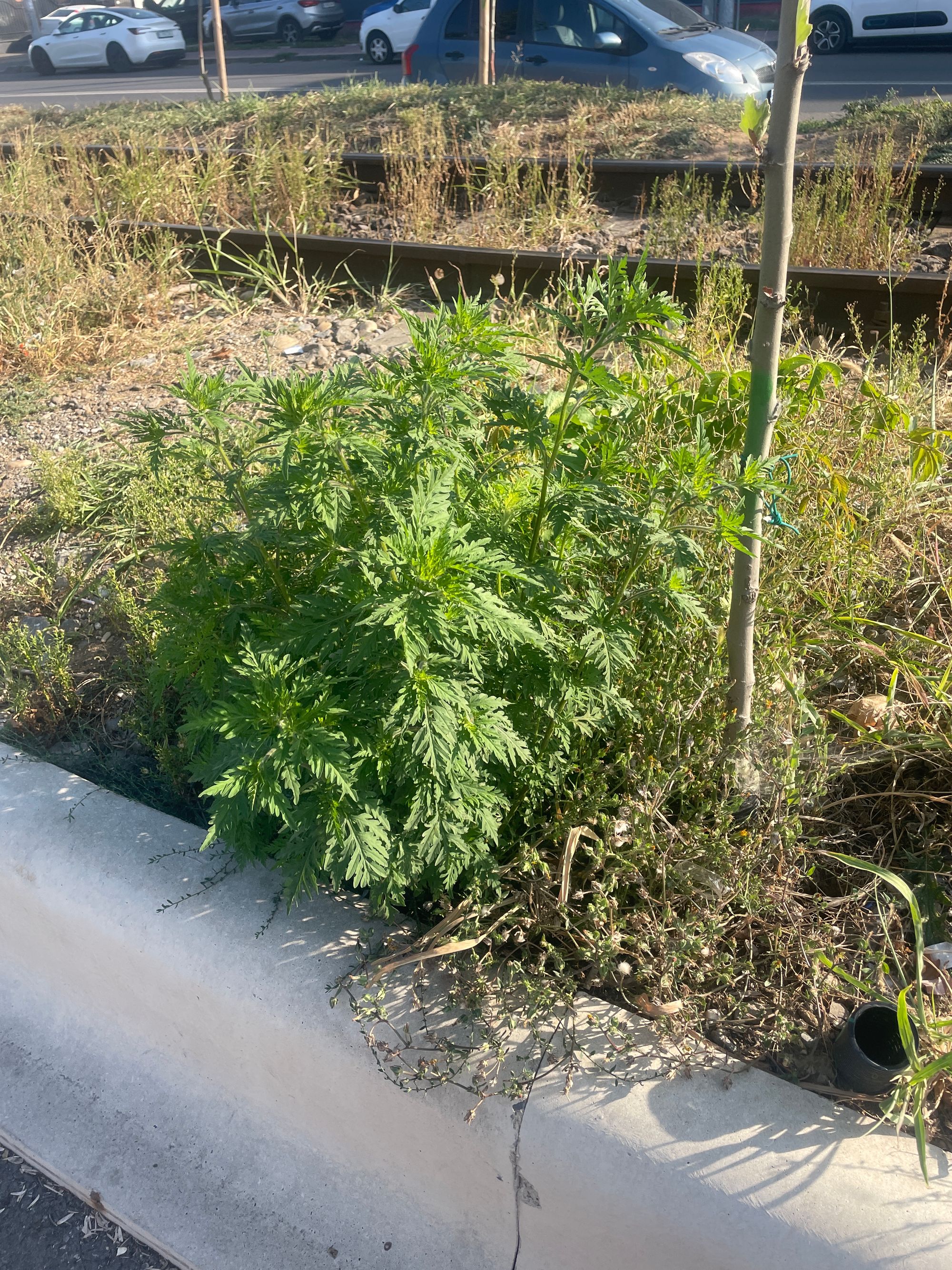 Ambrozie in Strada Dadu 2, București, Municipiul București