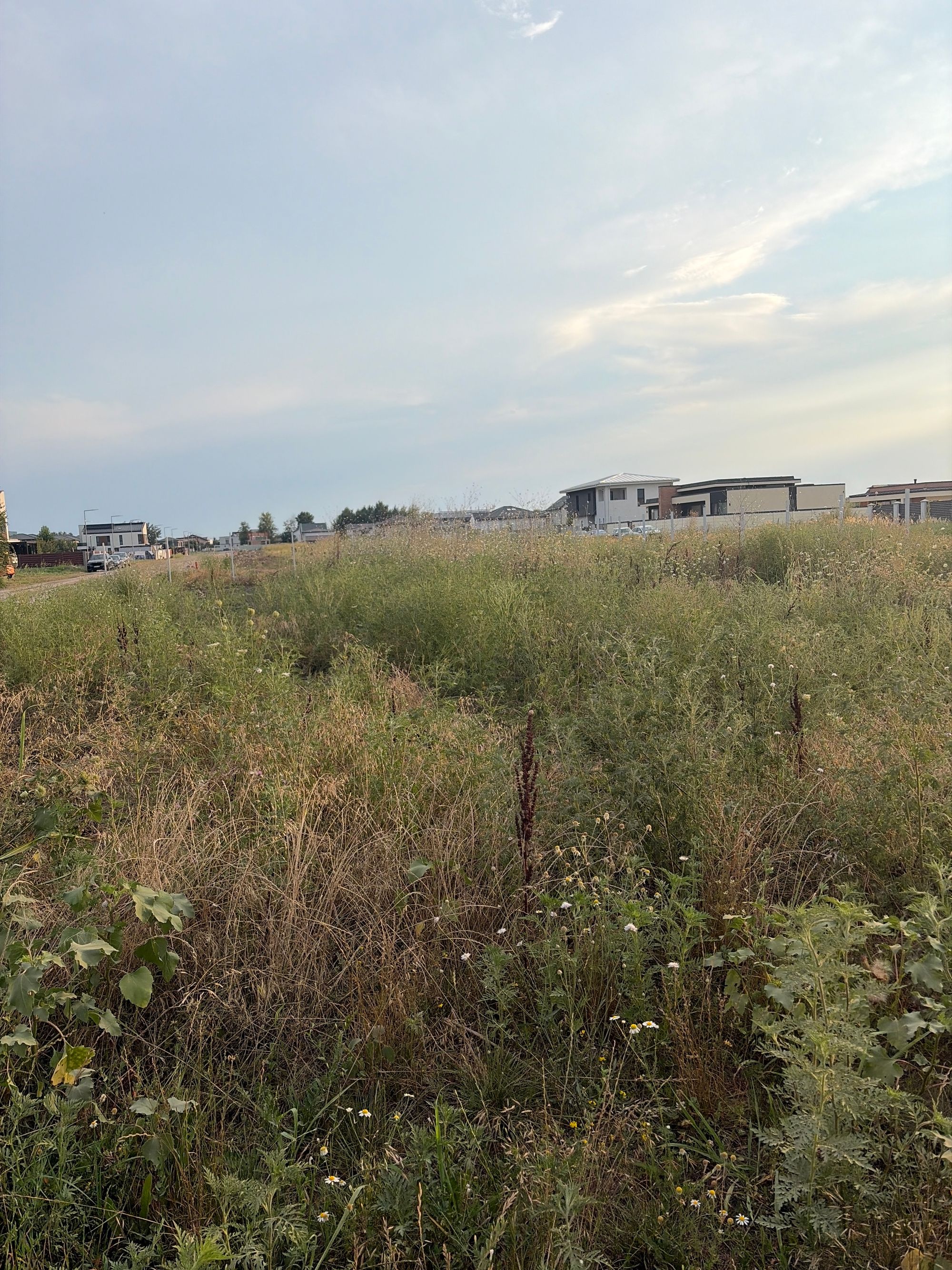 Ambrozie in Strada Stefan cel Mare 37, Odăile, Oraș Otopeni, Județul Ilfov