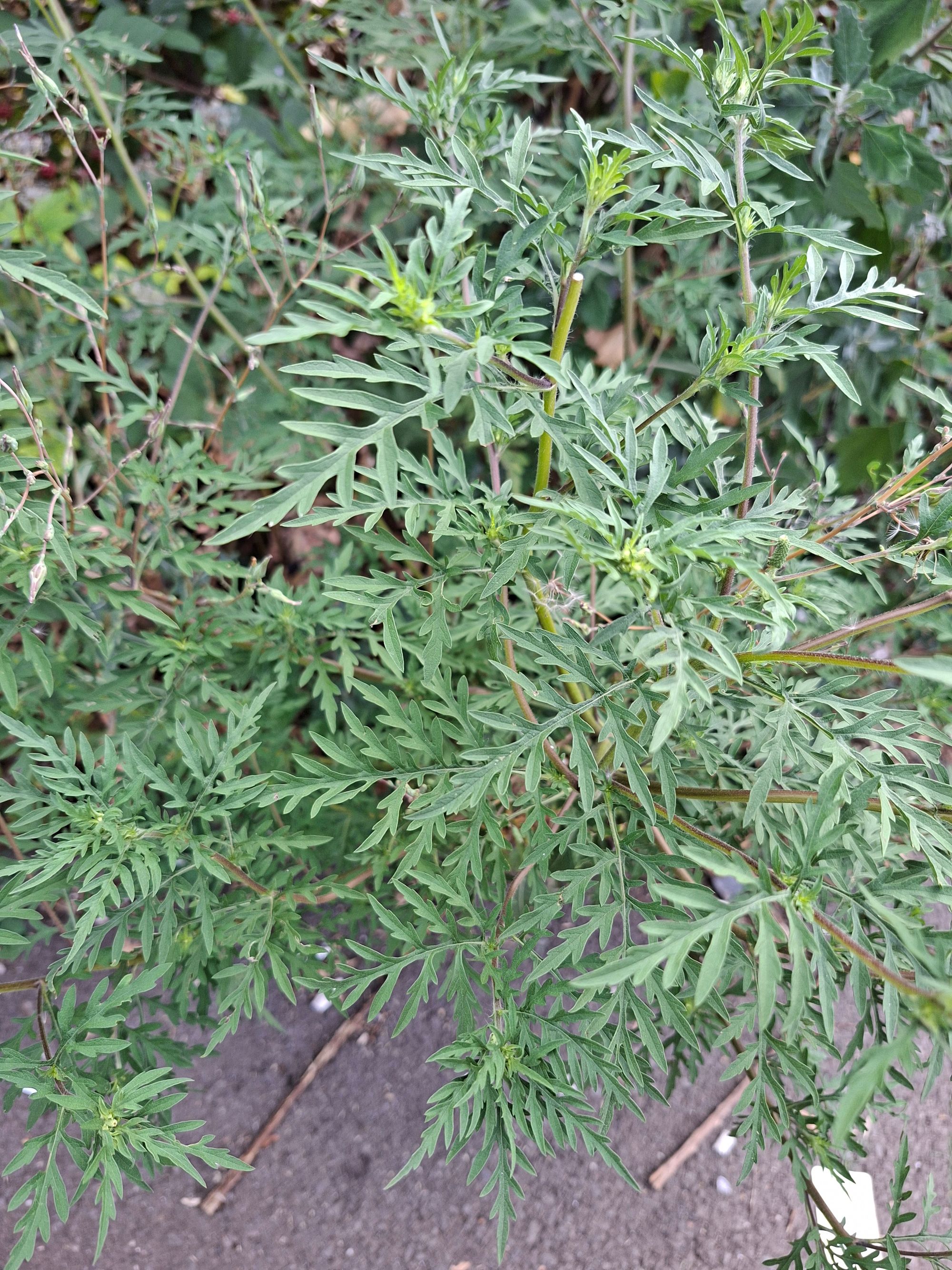 Ambrozie in Strada Măgura Florilor 18, București, Municipiul București - 20250806_180716.jpg