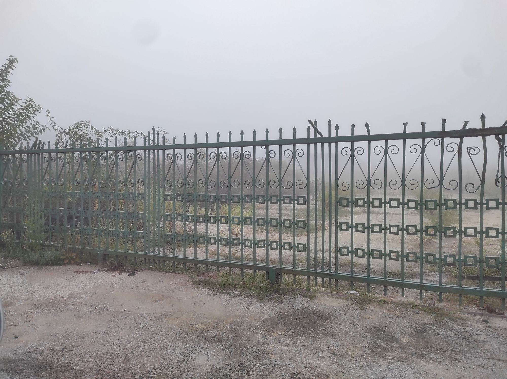 Ambrozie in Strada Primăverii 78, Lunca Cetățuii, Comuna Ciurea, Județul Iași - IMG_20250916_065736.jpg