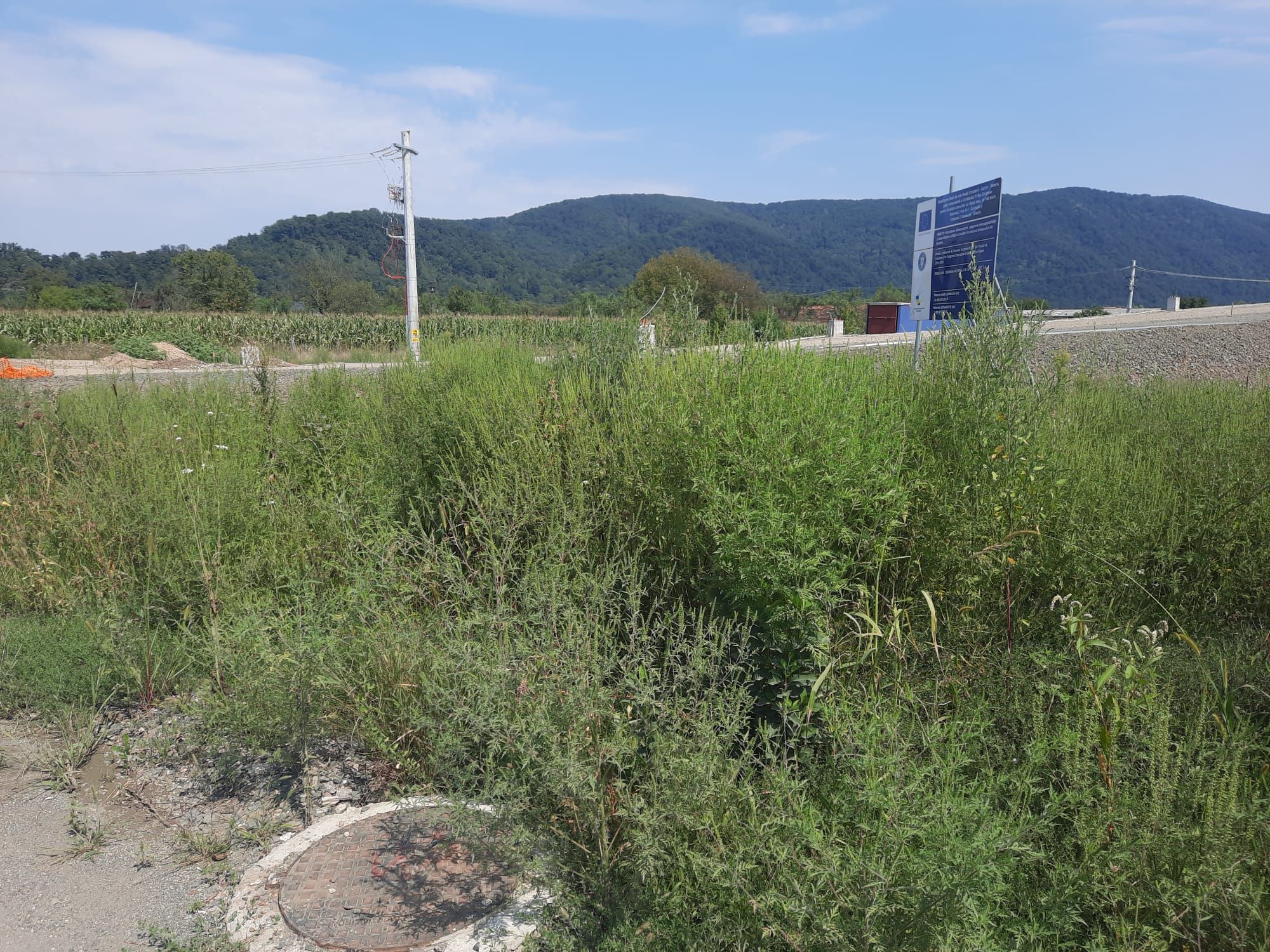 Ambrozie in Săvârșin, Savarsin, Arad - WhatsApp Image 2023-08-26 at 14.50.07 (3).jpeg