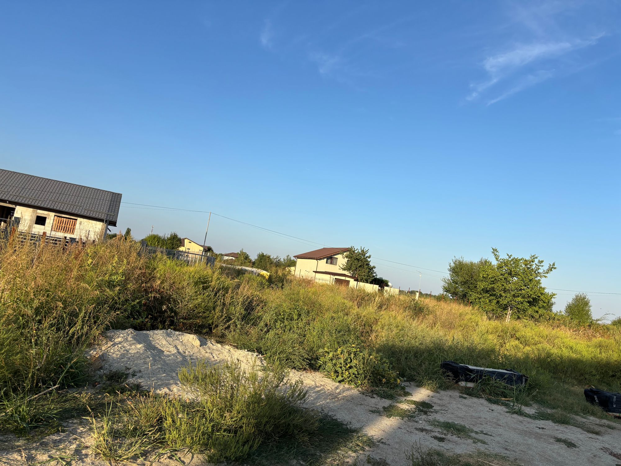 Ambrozie in Șoseaua Curtea Domnească 89, Domnești, Comuna Domnești, Județul Ilfov - IMG_8041.jpeg