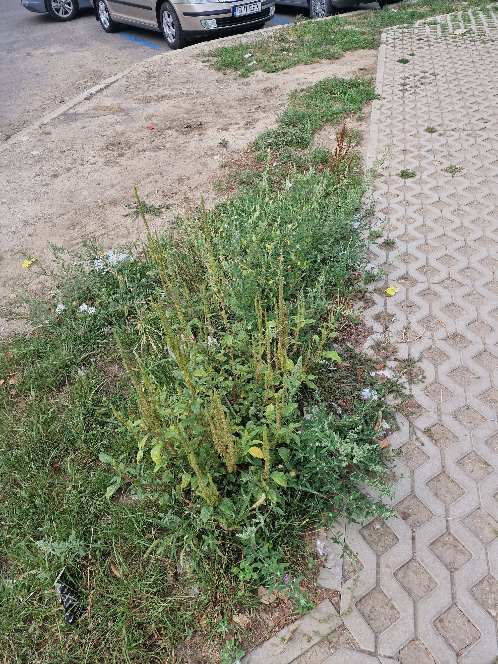 Ambrozie in Bulevardul Dacia Nr. 55, Iași, Municipiu Iași, Județul Iași