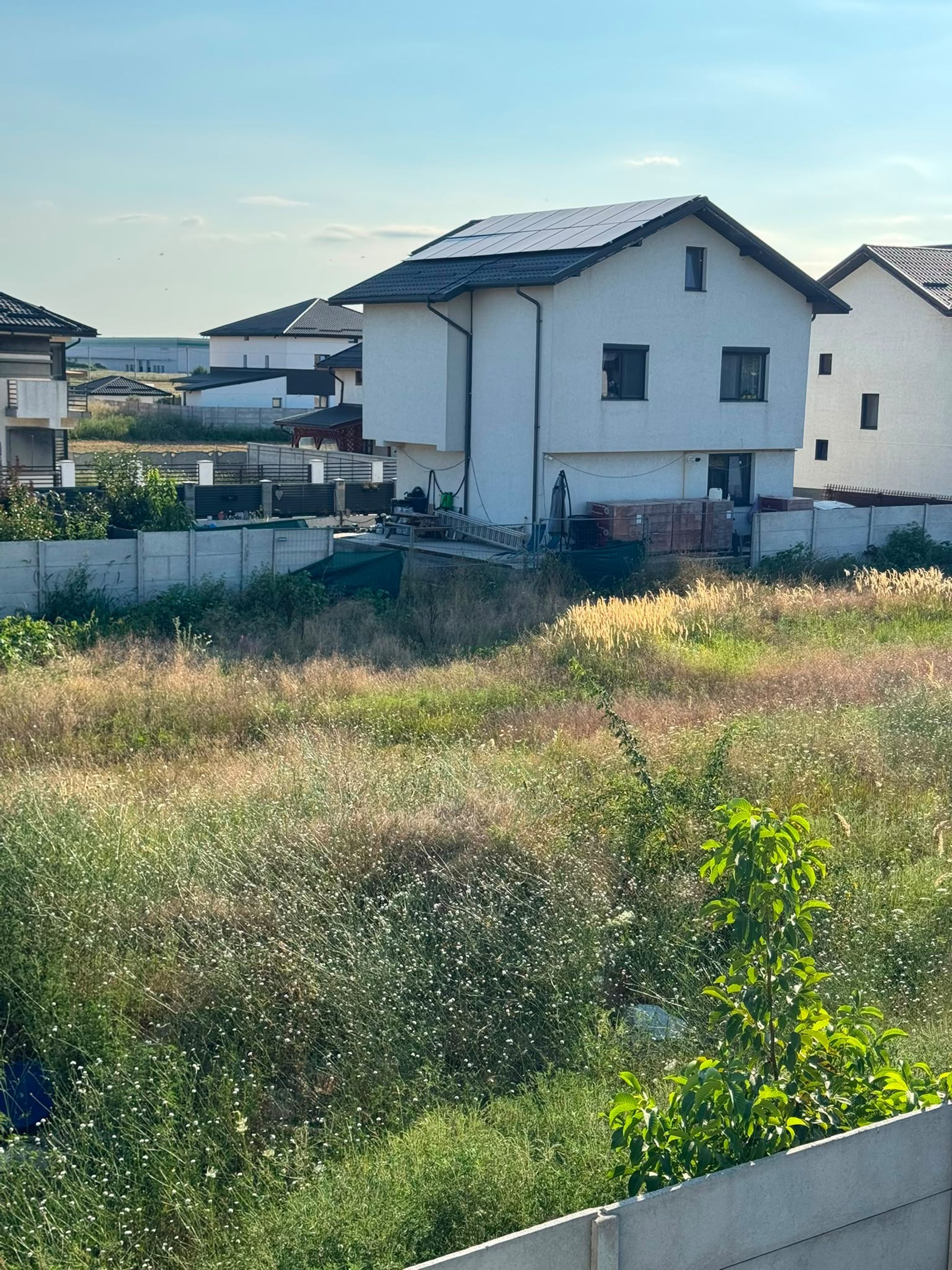 Ambrozie in Strada Crizantemelor 58, Dragomirești-Deal, Comuna Dragomirești-Vale, Județul Ilfov