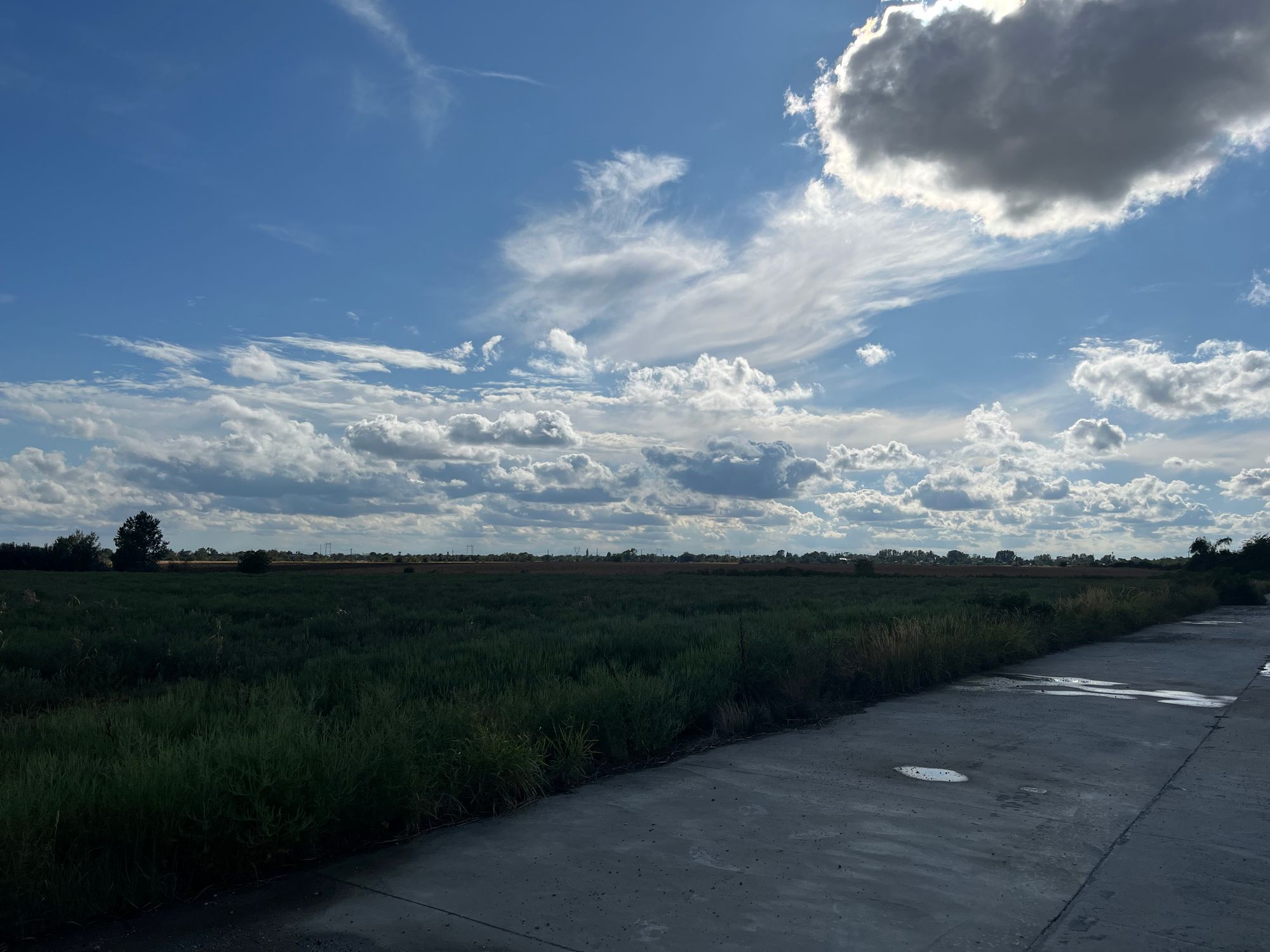 Ambrozie in Bolintin-Deal, Comună Bolintin-deal, Județul Giurgiu - IMG_0570.jpeg