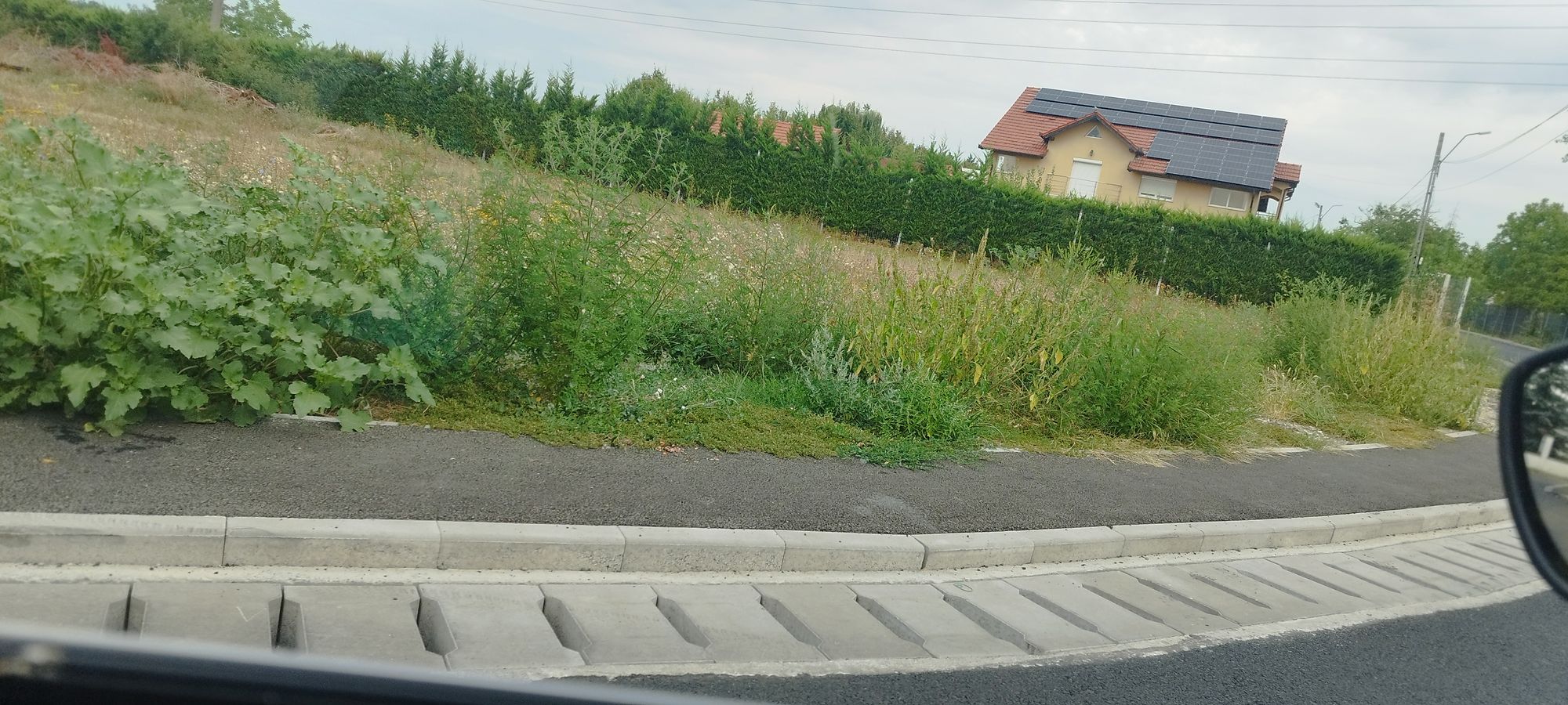 Ambrozie in DN19F 11c, Mărtinești, Comuna Odoreu, Județul Satu Mare