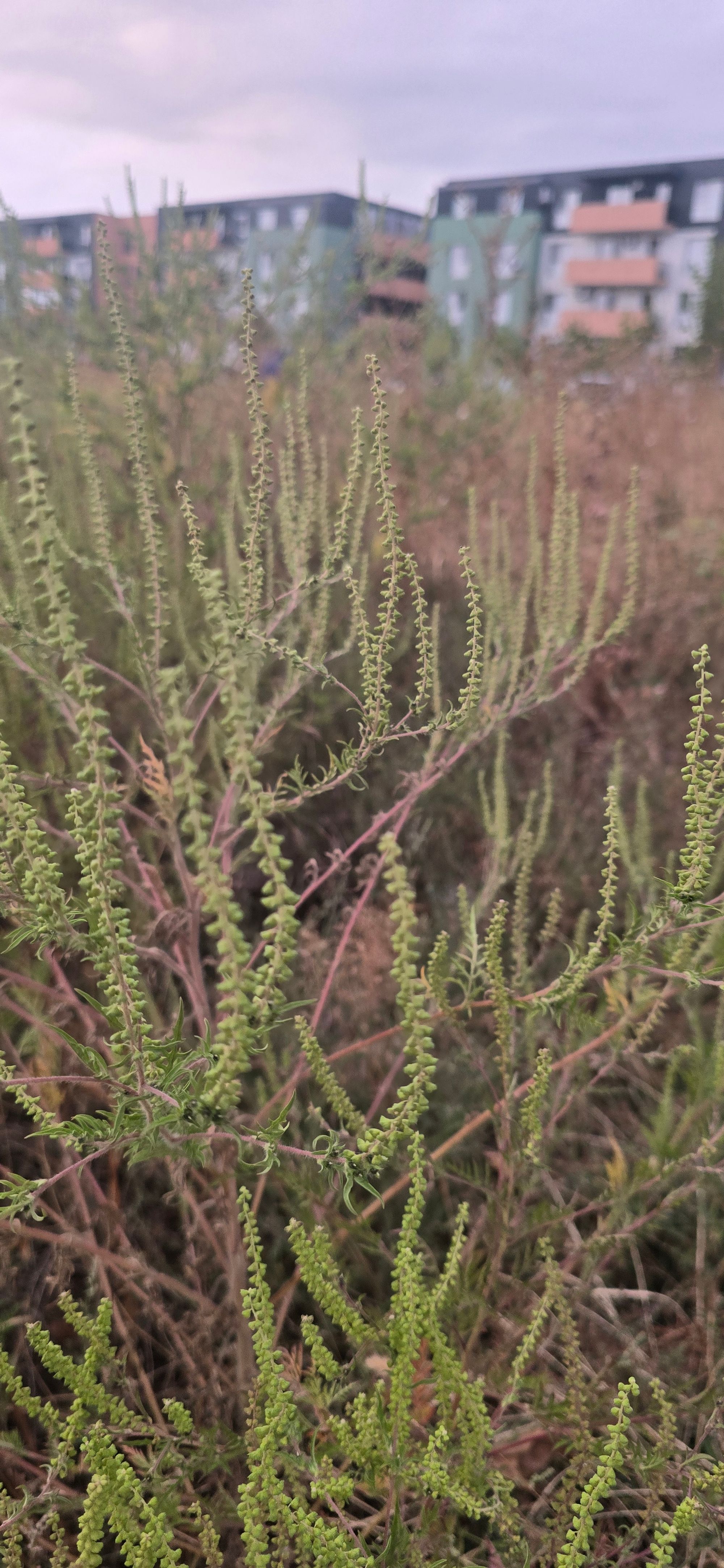 Ambrozie in Drumul Gura Caliței 96, București, Municipiul București - 20250912_191712.jpg