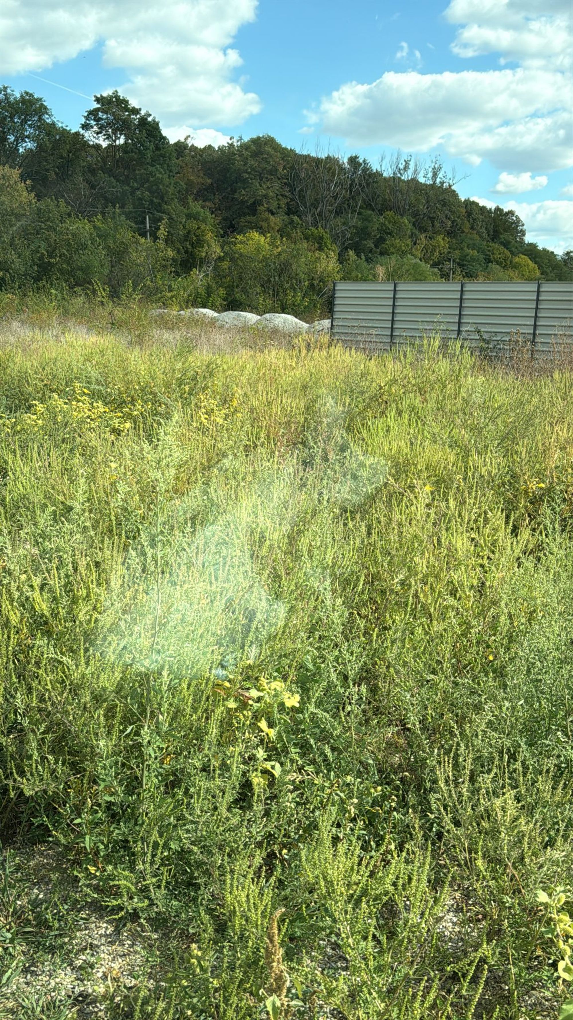 Ambrozie in Strada Mihai Eminescu 4, Otopeni, Oraş Otopeni, Județul Ilfov - d909467d-7a6c-4c26-b411-c606f5fc73eb.jpeg